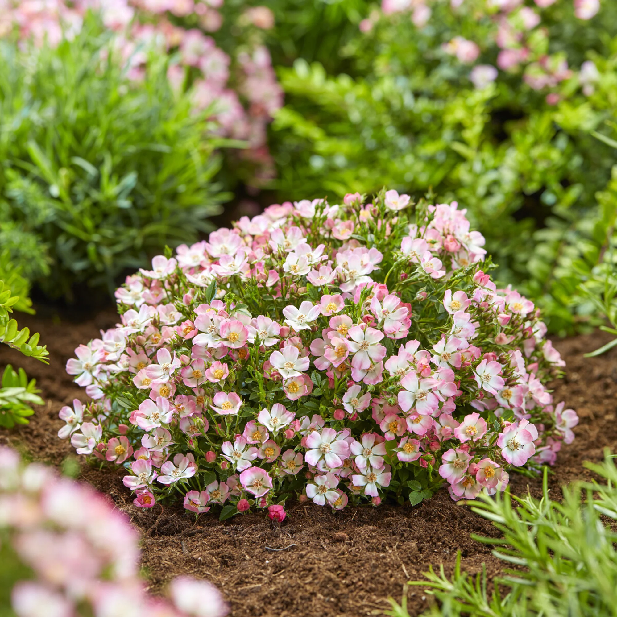 Rosier miniature Cutie Pie ®