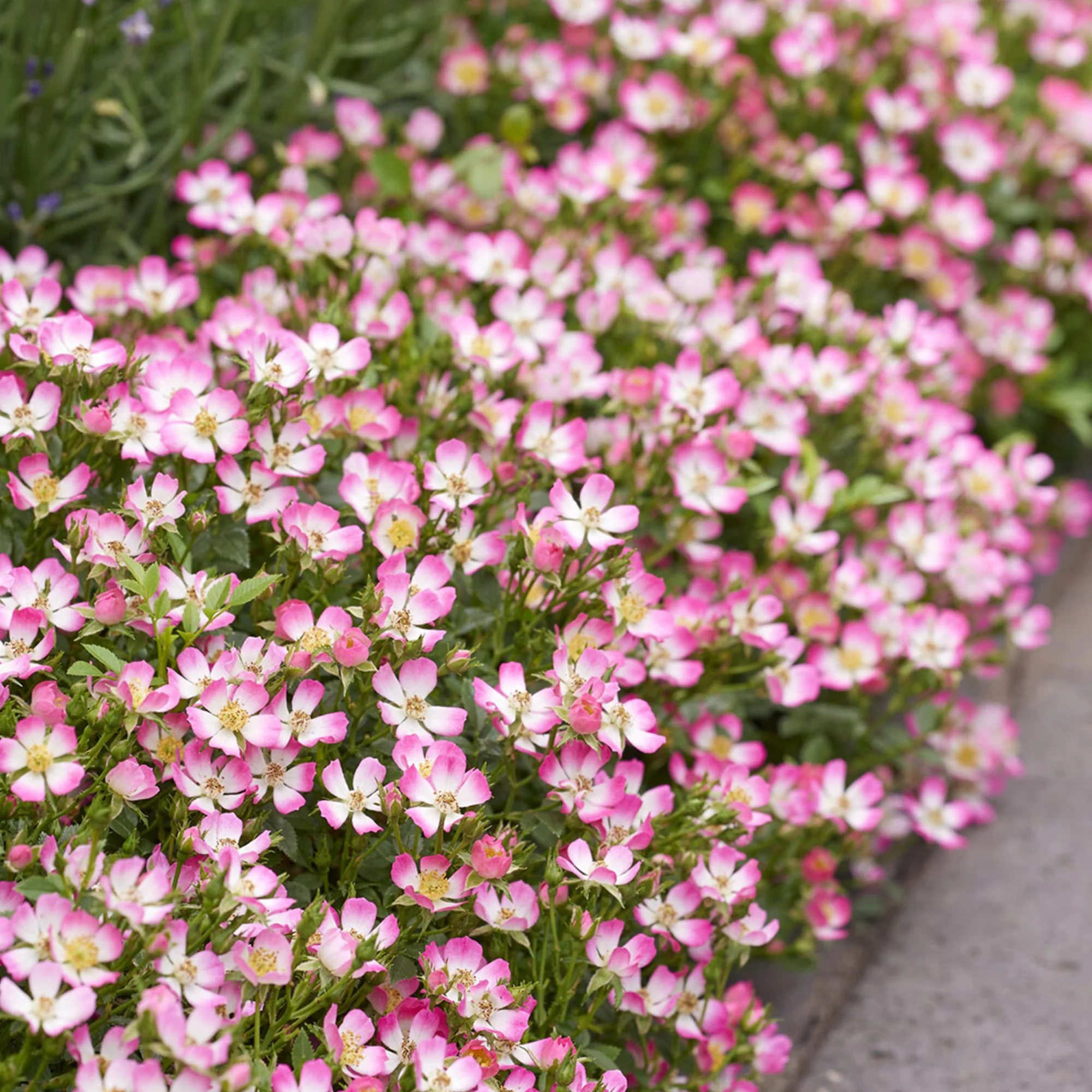 Rosier miniature Cutie Pie ® - Image 2
