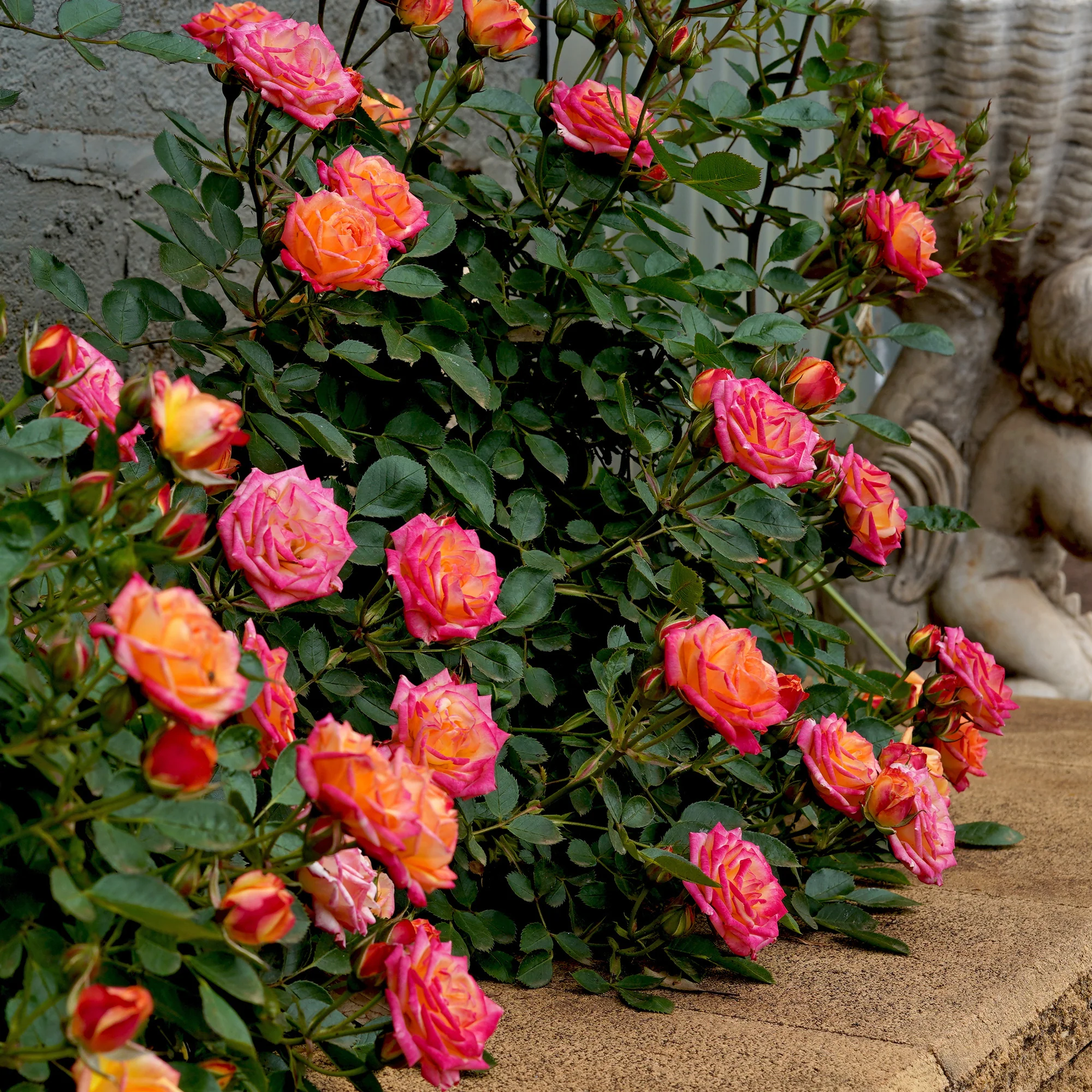 Rosier miniature Little Sunset®