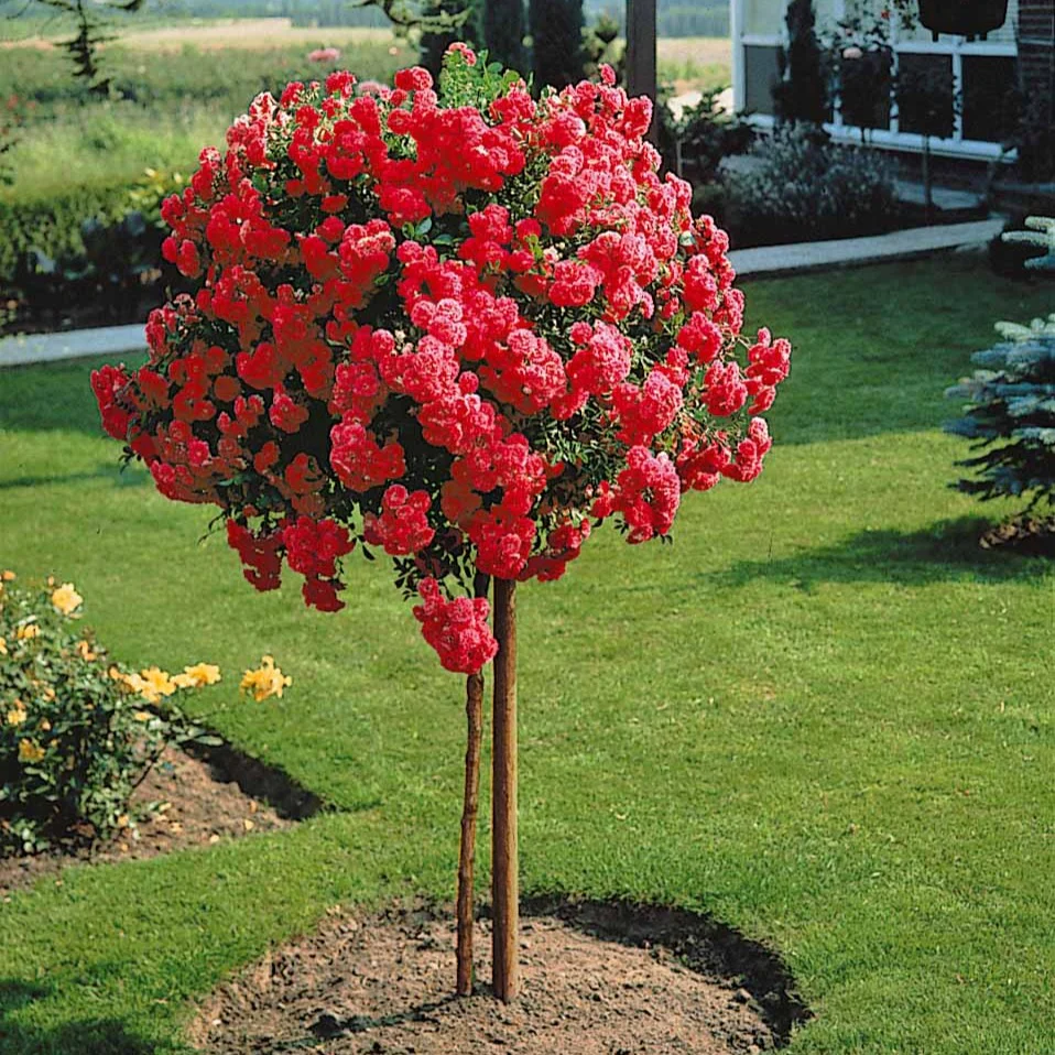 Rosier pleureur Excelsa sur tige - Image 3