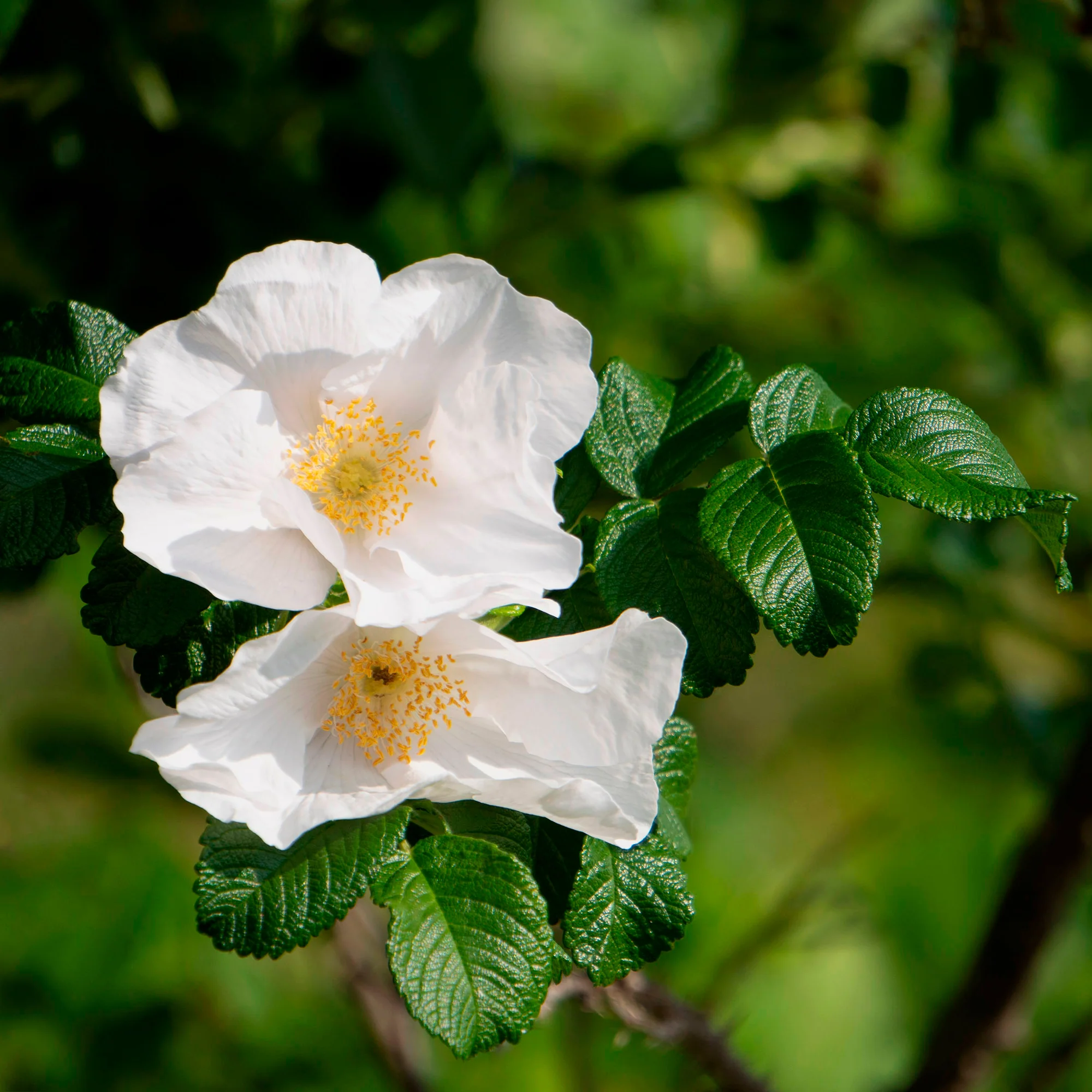 Rosier rugueux à fleurs blanches - Image 3