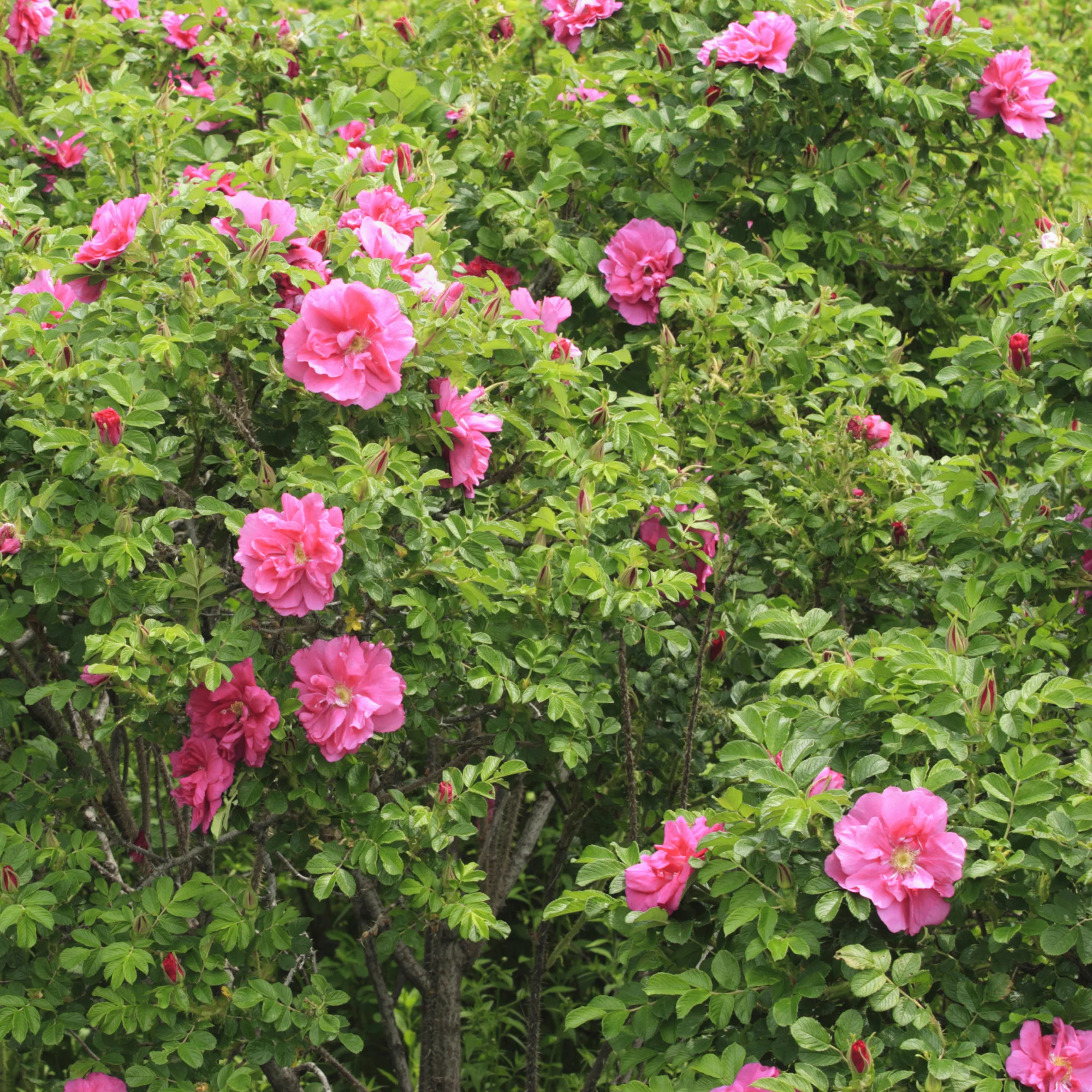 Rosier rugueux Wild Eric - Image 3