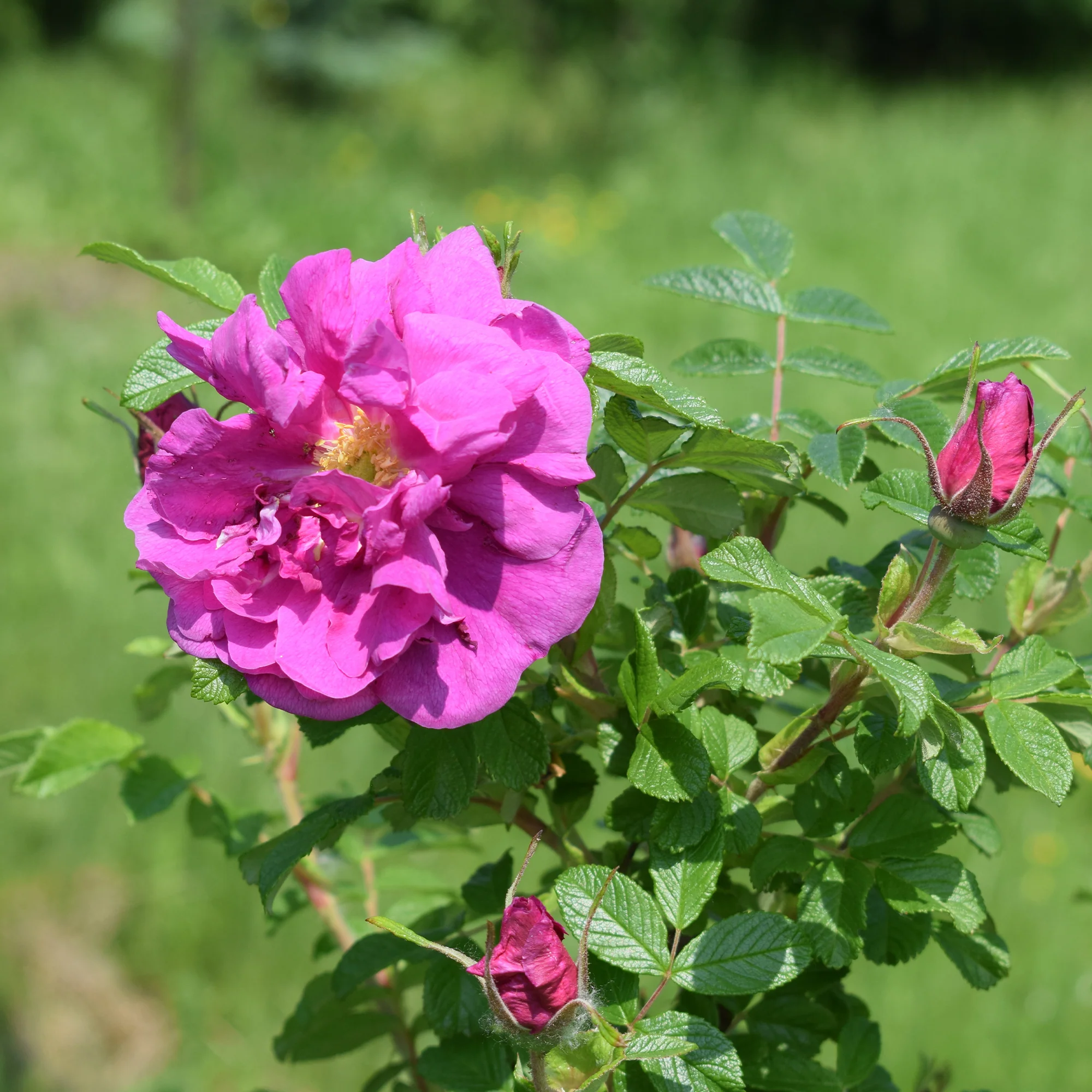 Rosier rugueux Wild Eric - Image 5