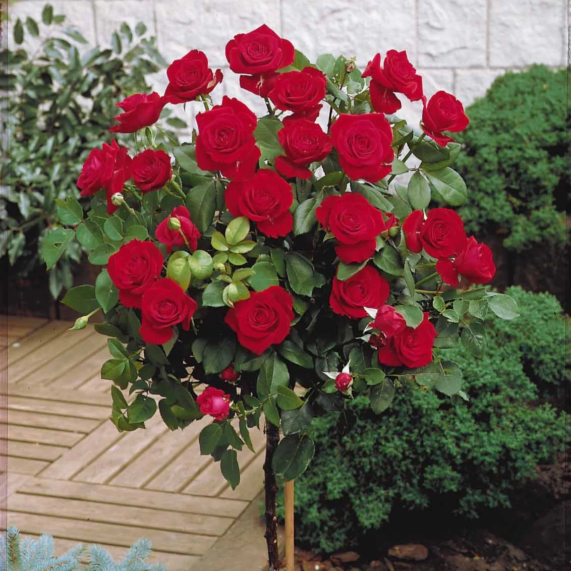 Rosier sur tige Dame de Coeur