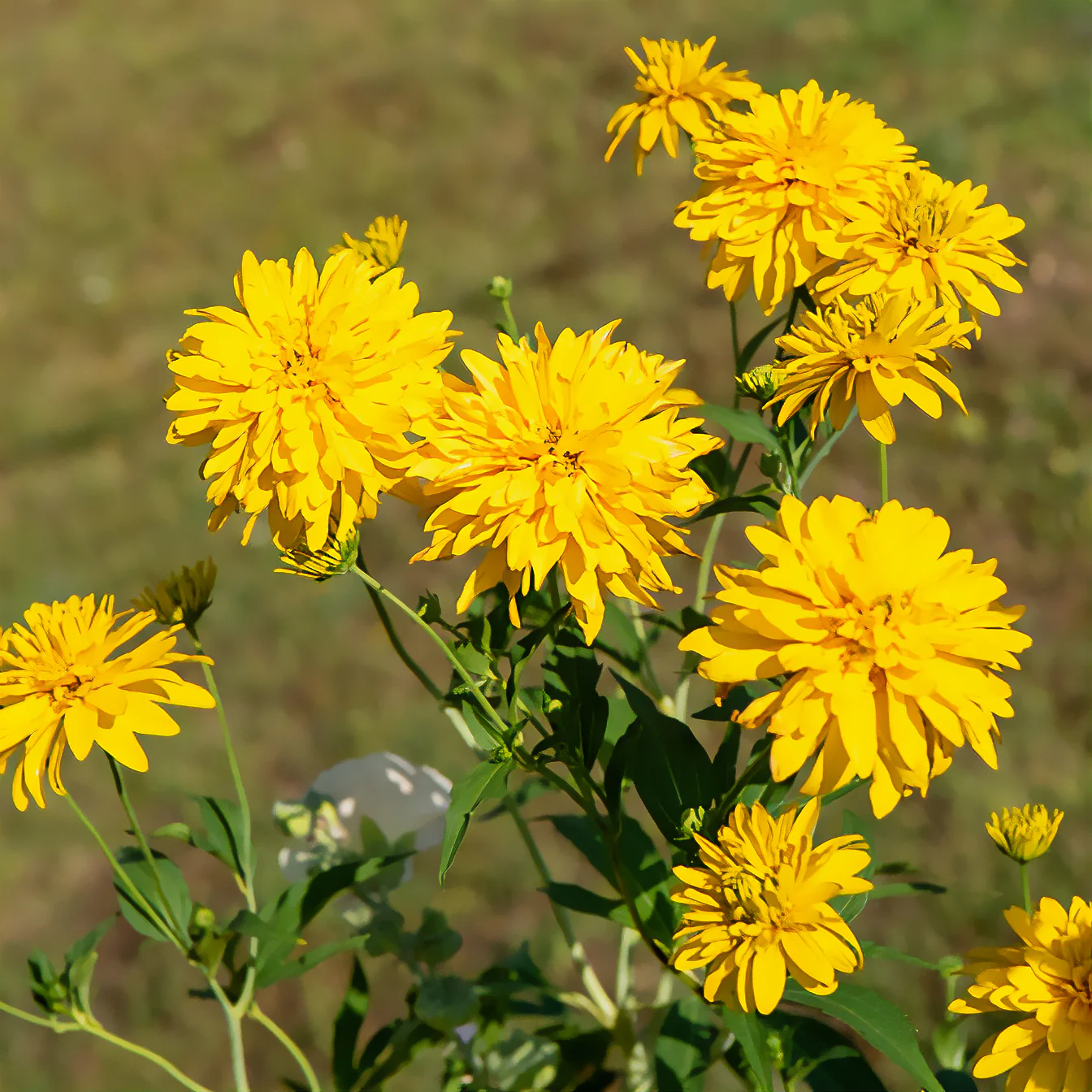 Rudbeckia laciniata Goldquelle - Image 4