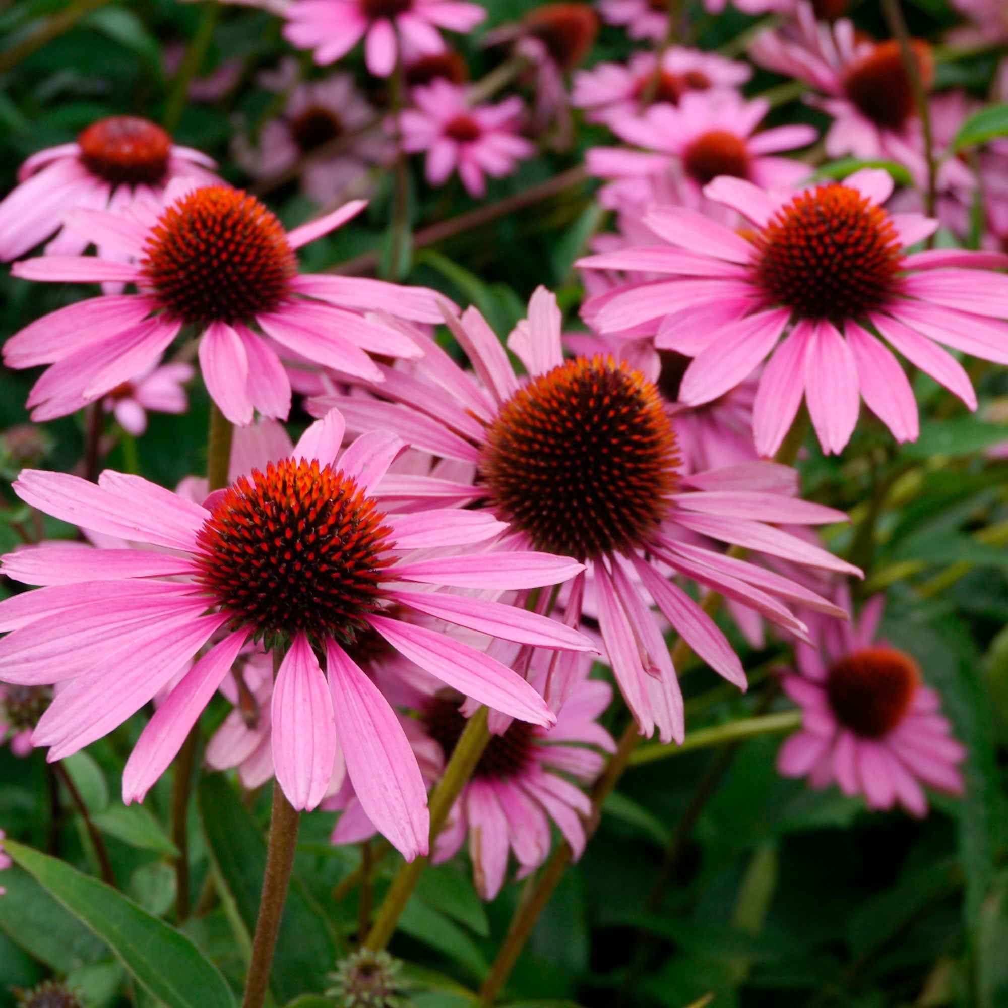 Echinacée pourpre Magnus Superior - Image 2