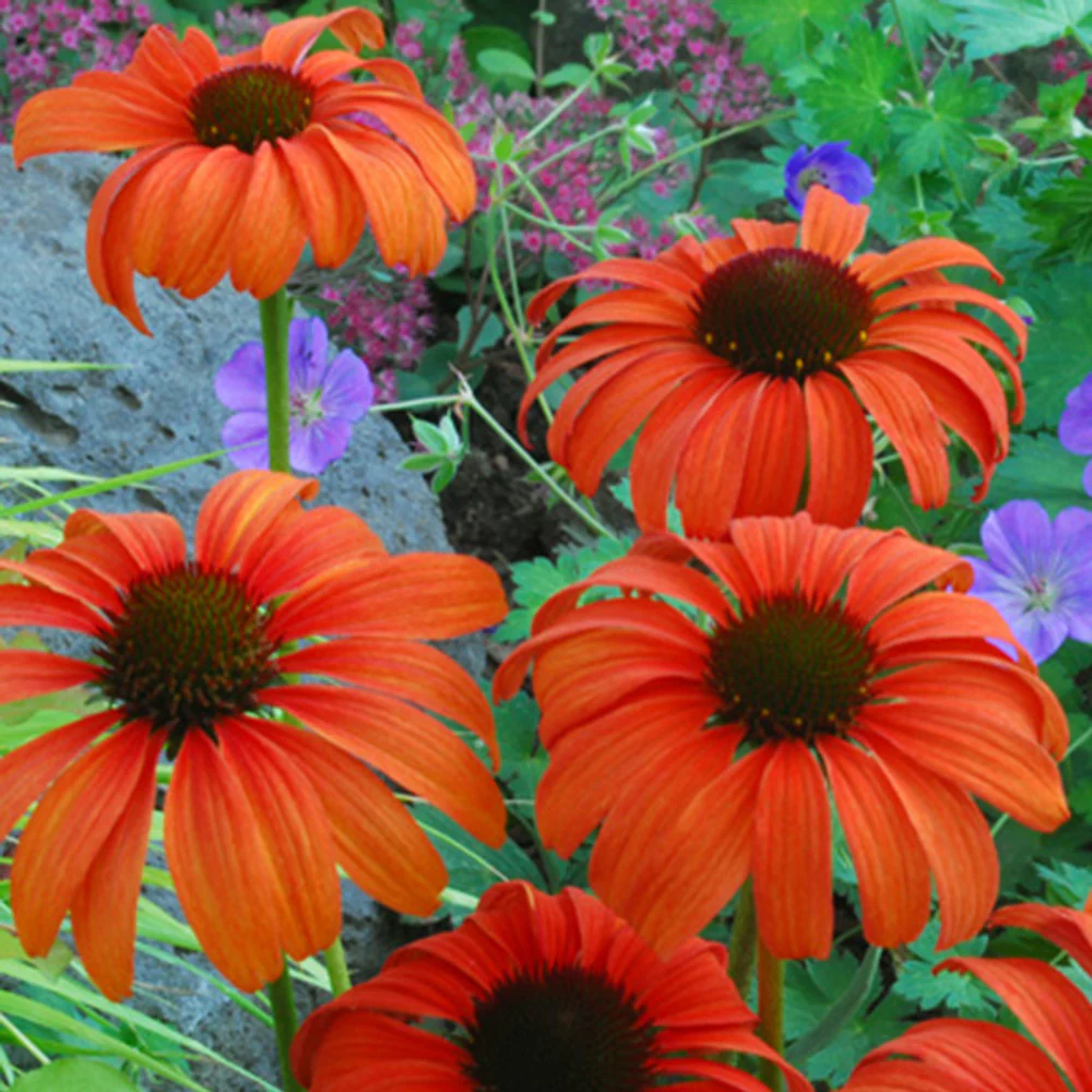 Echinacée Tangerine Dream ® - Image 2