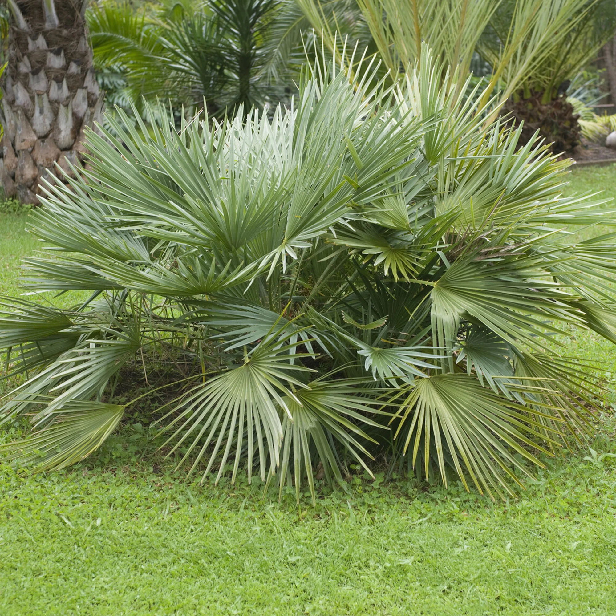 Sabal nain - Palmer nain à feuilles éventail