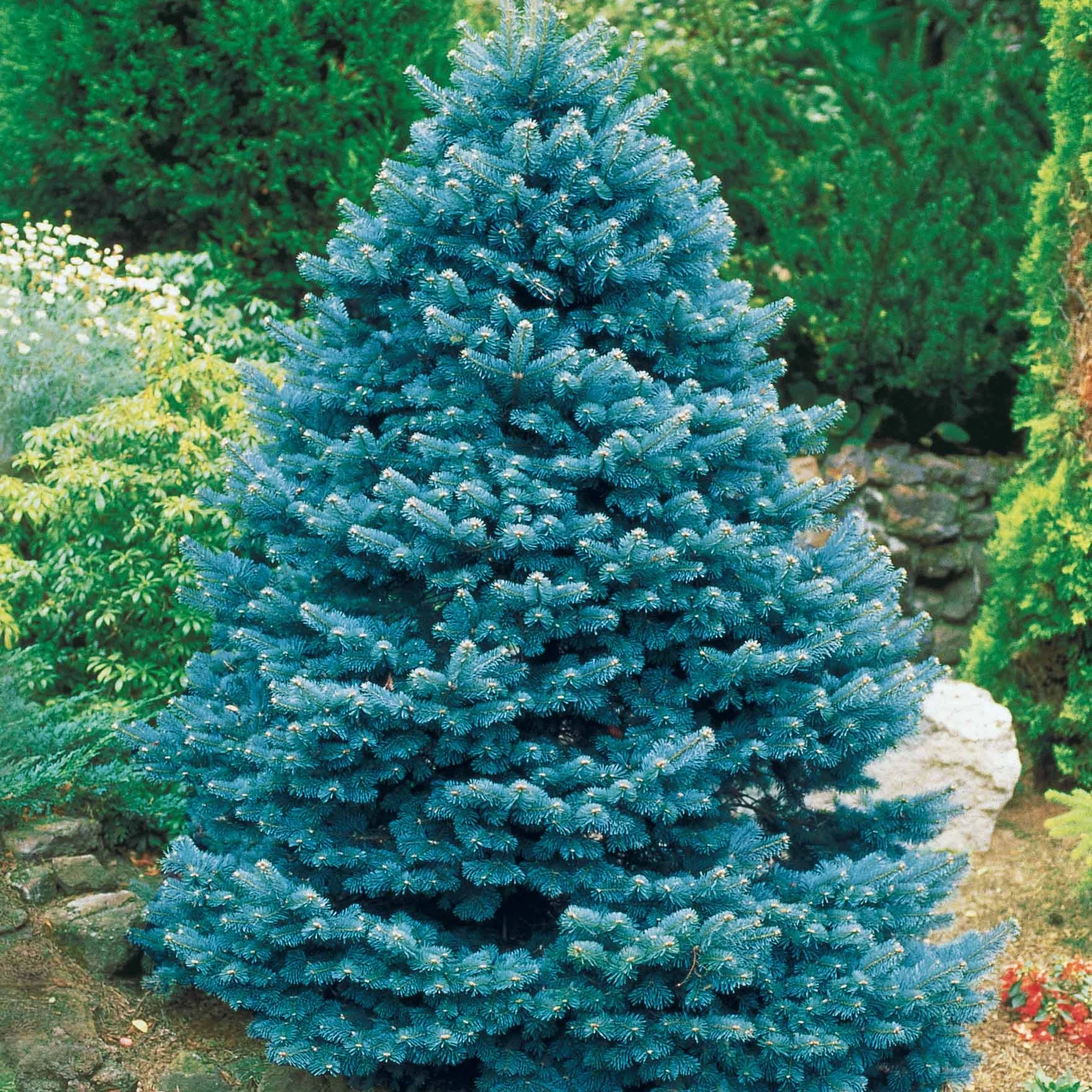Sapin bleu - Image 4