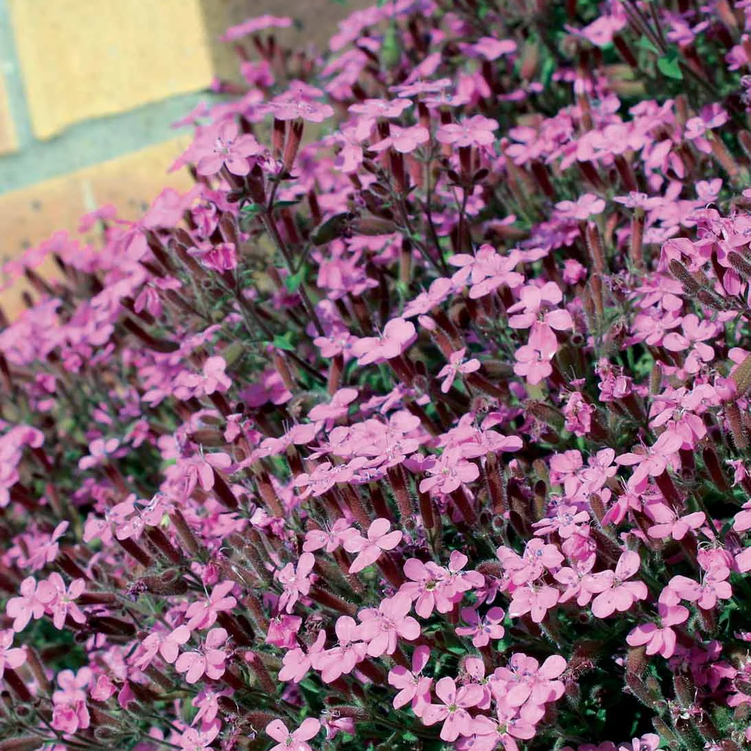 5 Saponaires ocymoides - Image 3