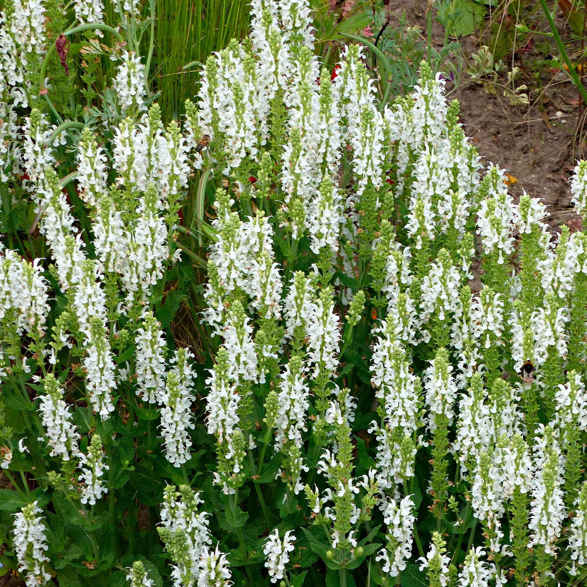 Sauge des bois Schneehügel
