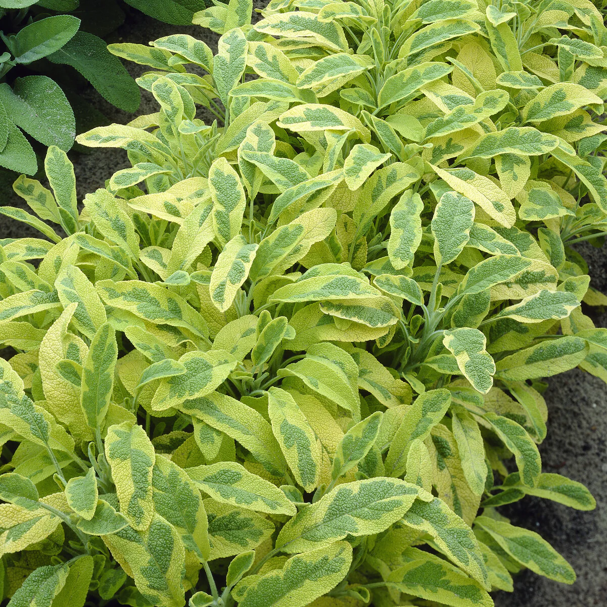 Sauge officinale Aurea - Image 2