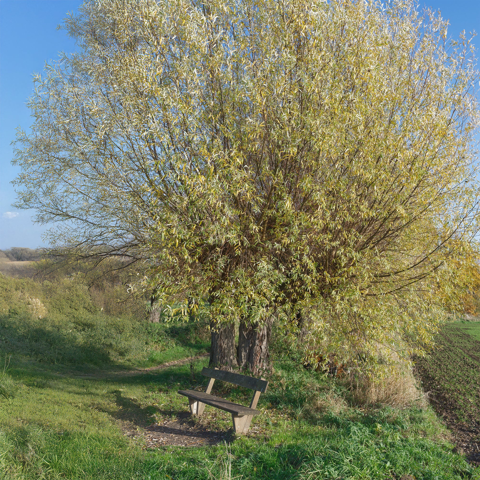 Saule blanc - Image 2