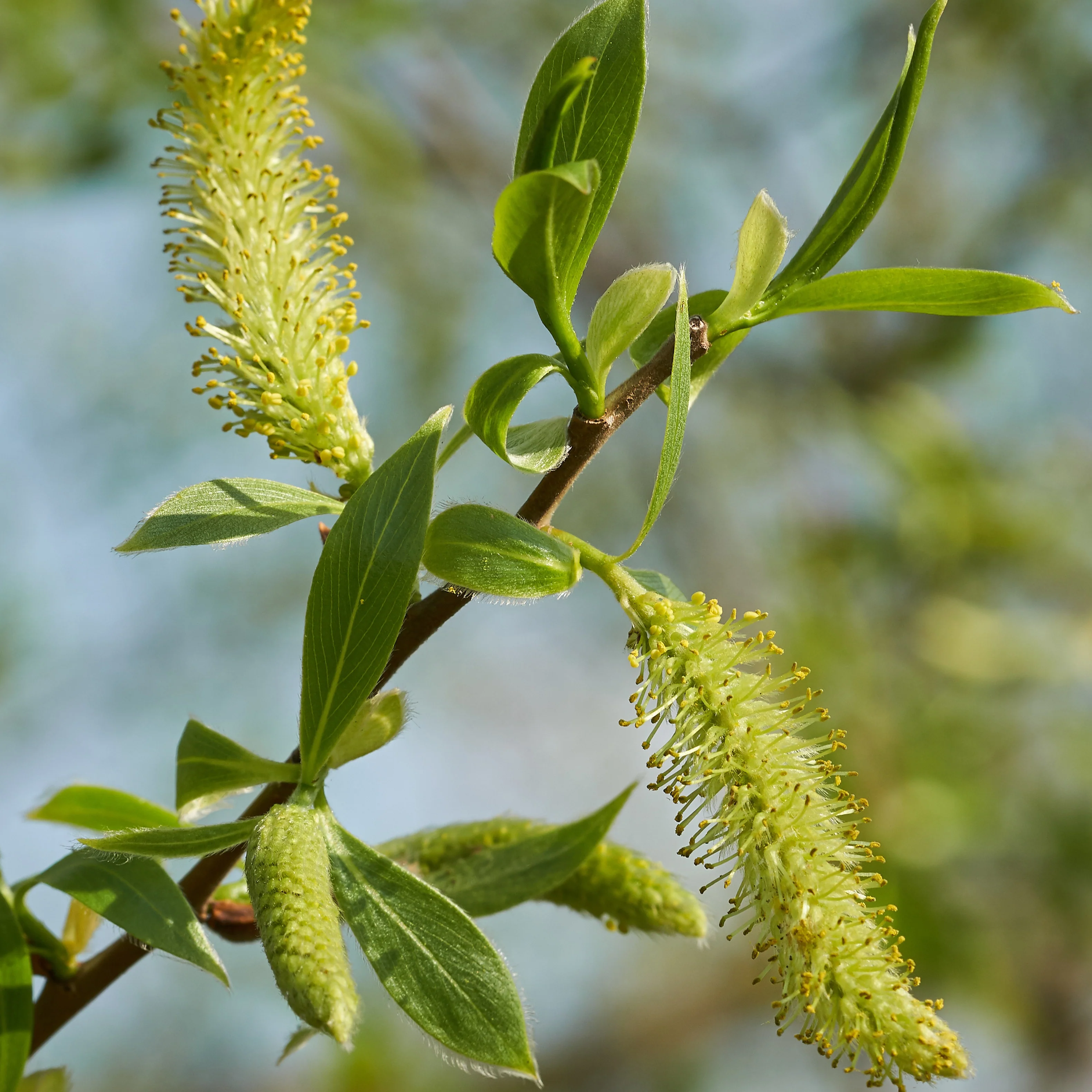 Saule blanc - Image 4