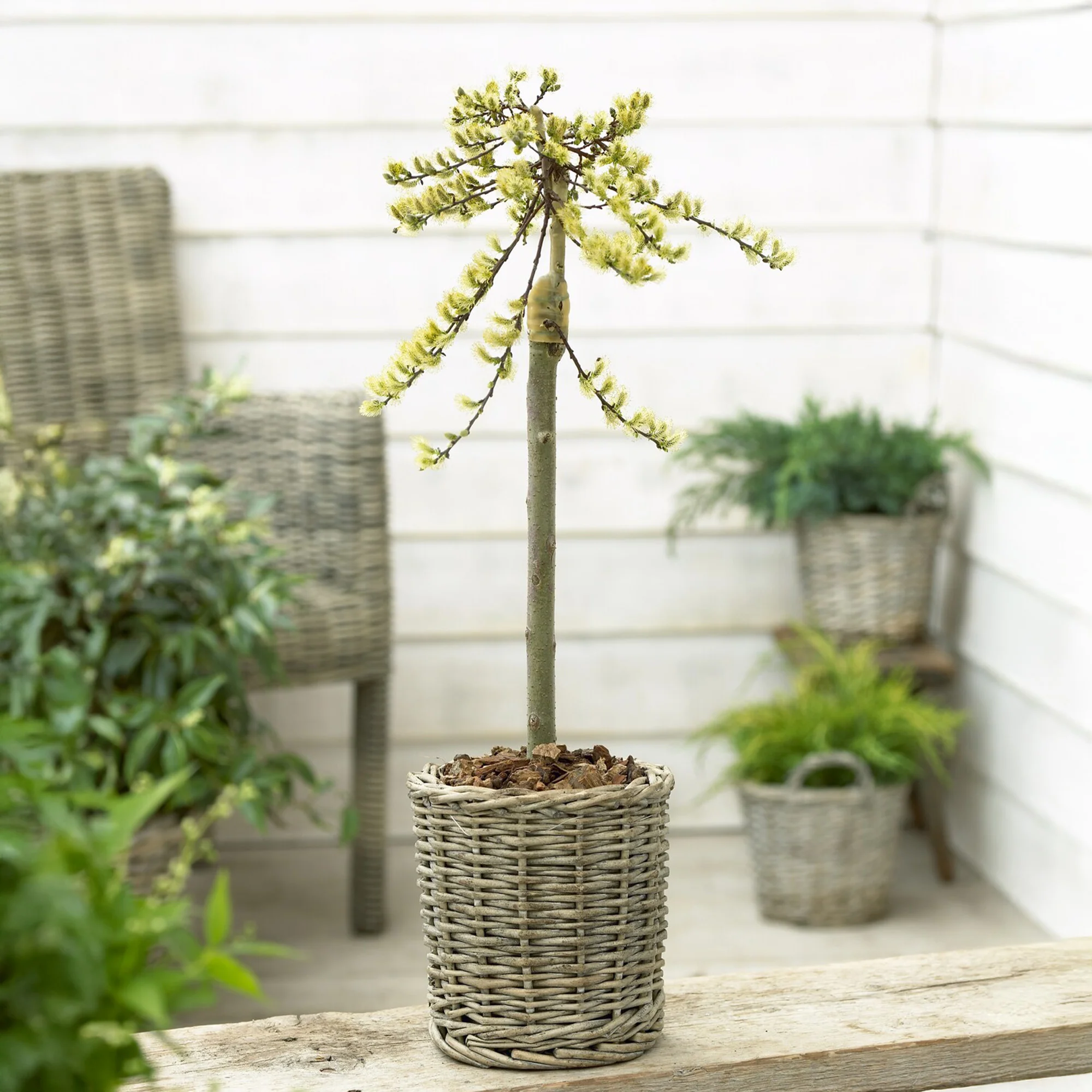 Nouveautés arbres