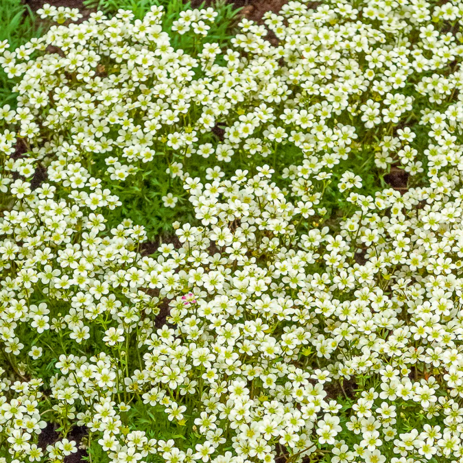 Saxifrage mousse Pixie White