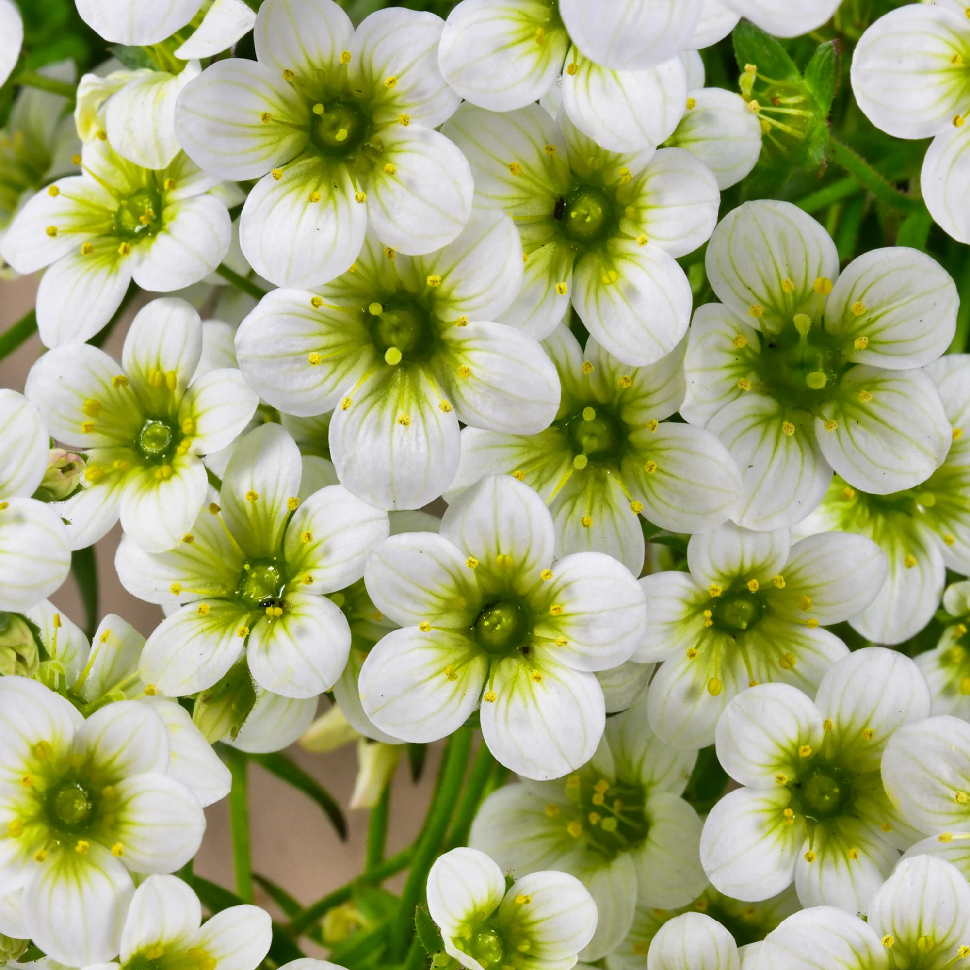 Saxifrage mousse Pixie White - Image 3