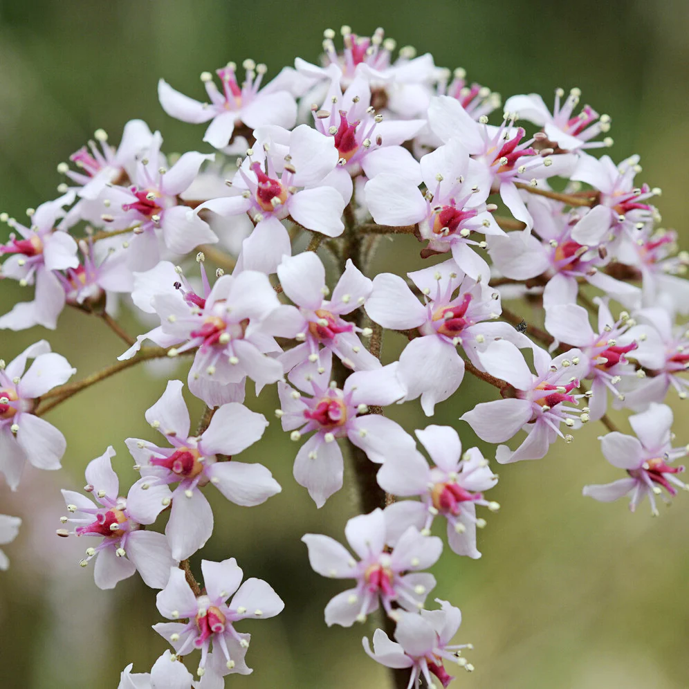 Saxifrage pelté - Image 2