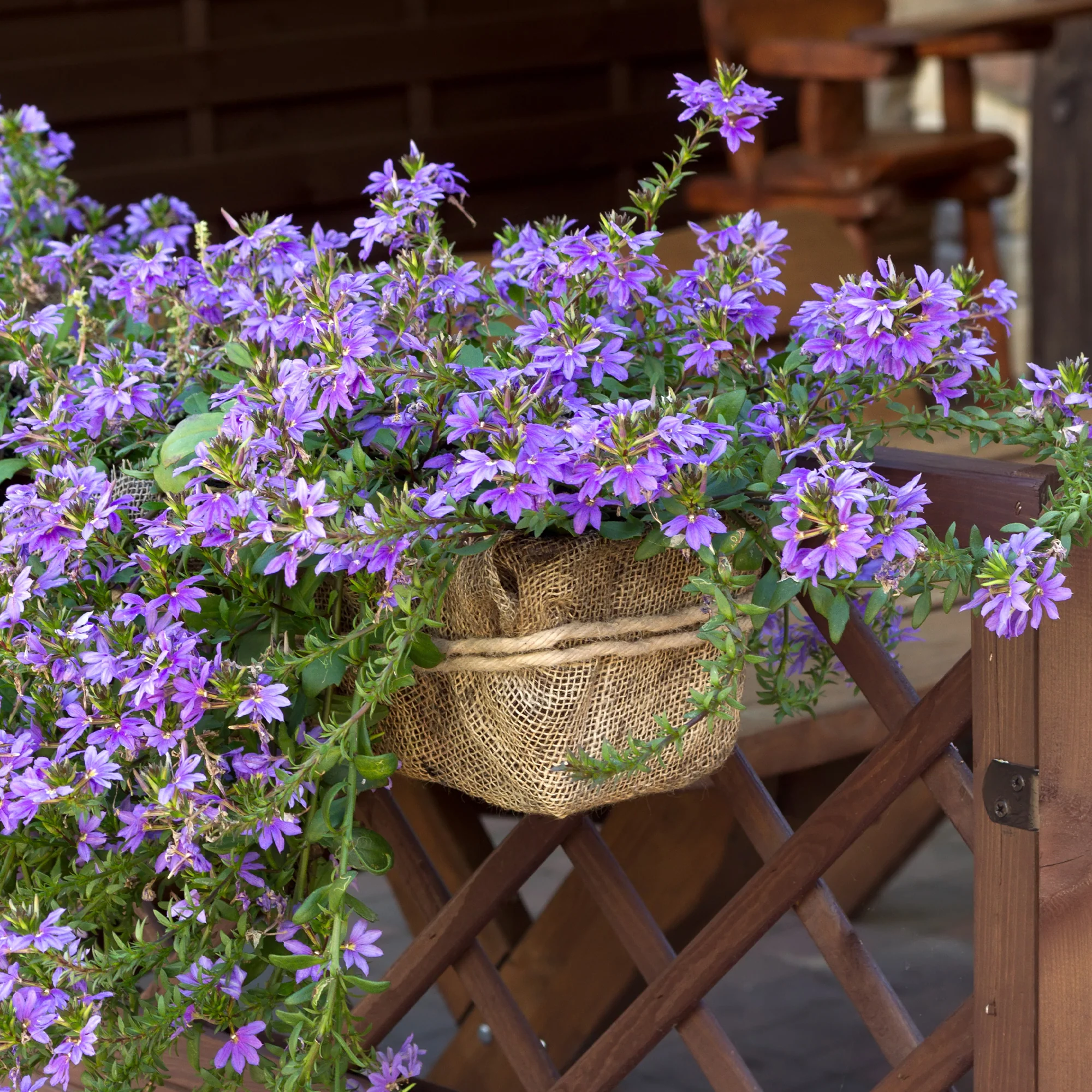 Scaevola violet - Image 2