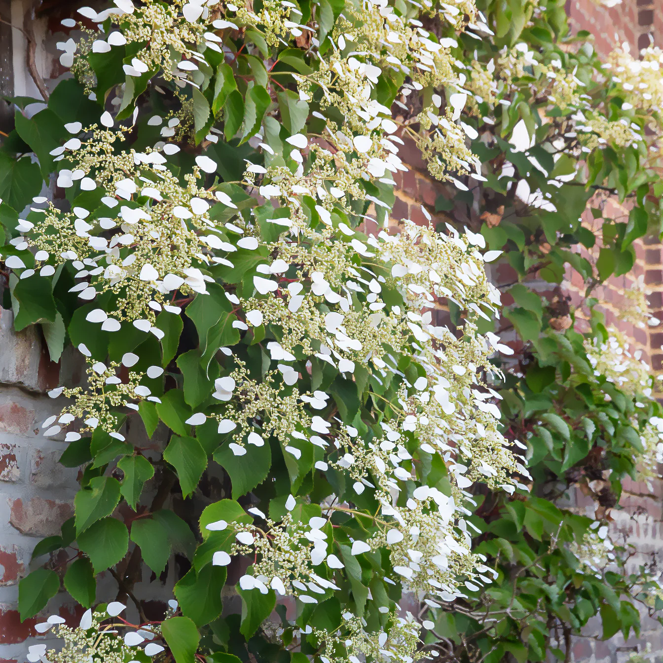Hortensia grimpant du Japon