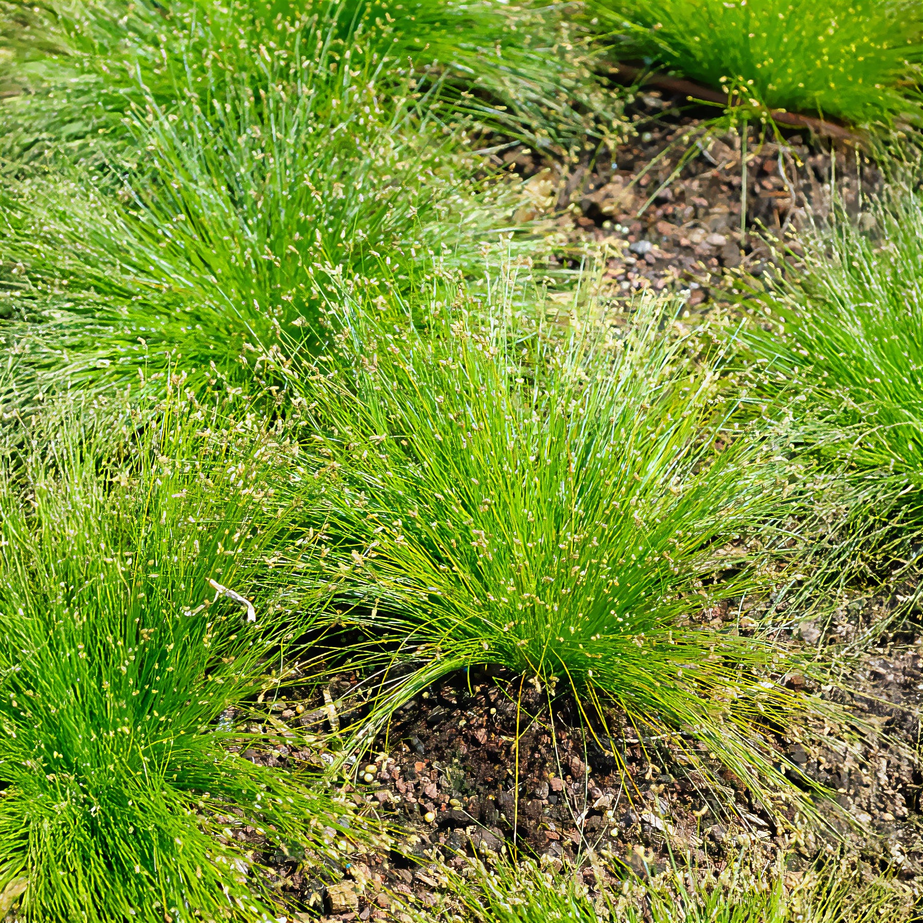 Scirpe infléchi Herbe fibre optique - Image 4