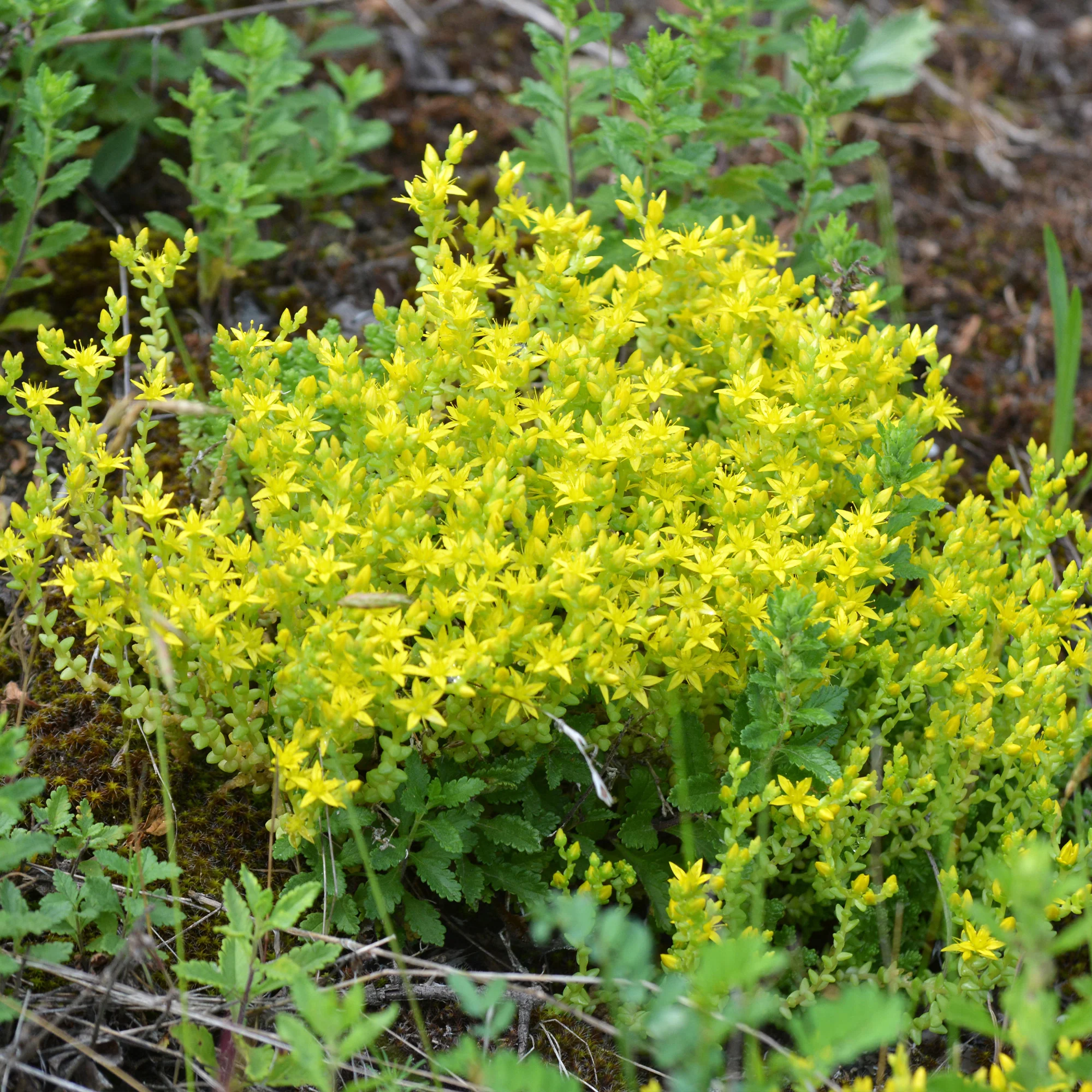 2 Sedum acre - Poivre des murailles - Image 3