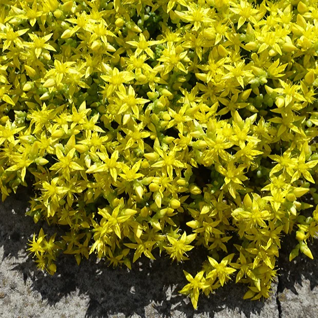 2 Sedum acre - Poivre des murailles - Image 4