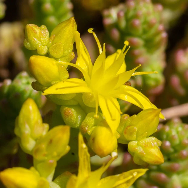2 Sedum acre - Poivre des murailles - Image 5