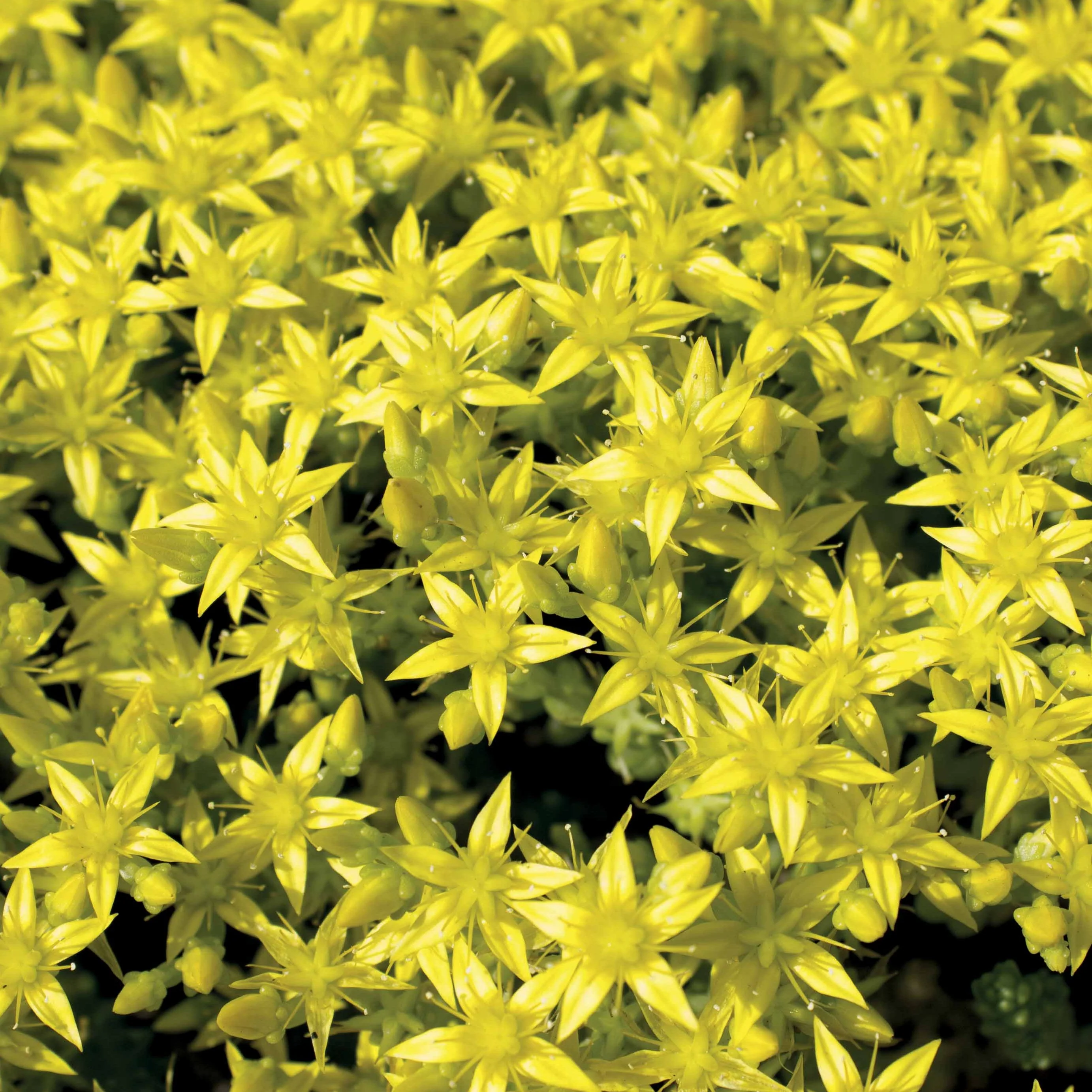 2 Sedum acre - Poivre des murailles - Image 6