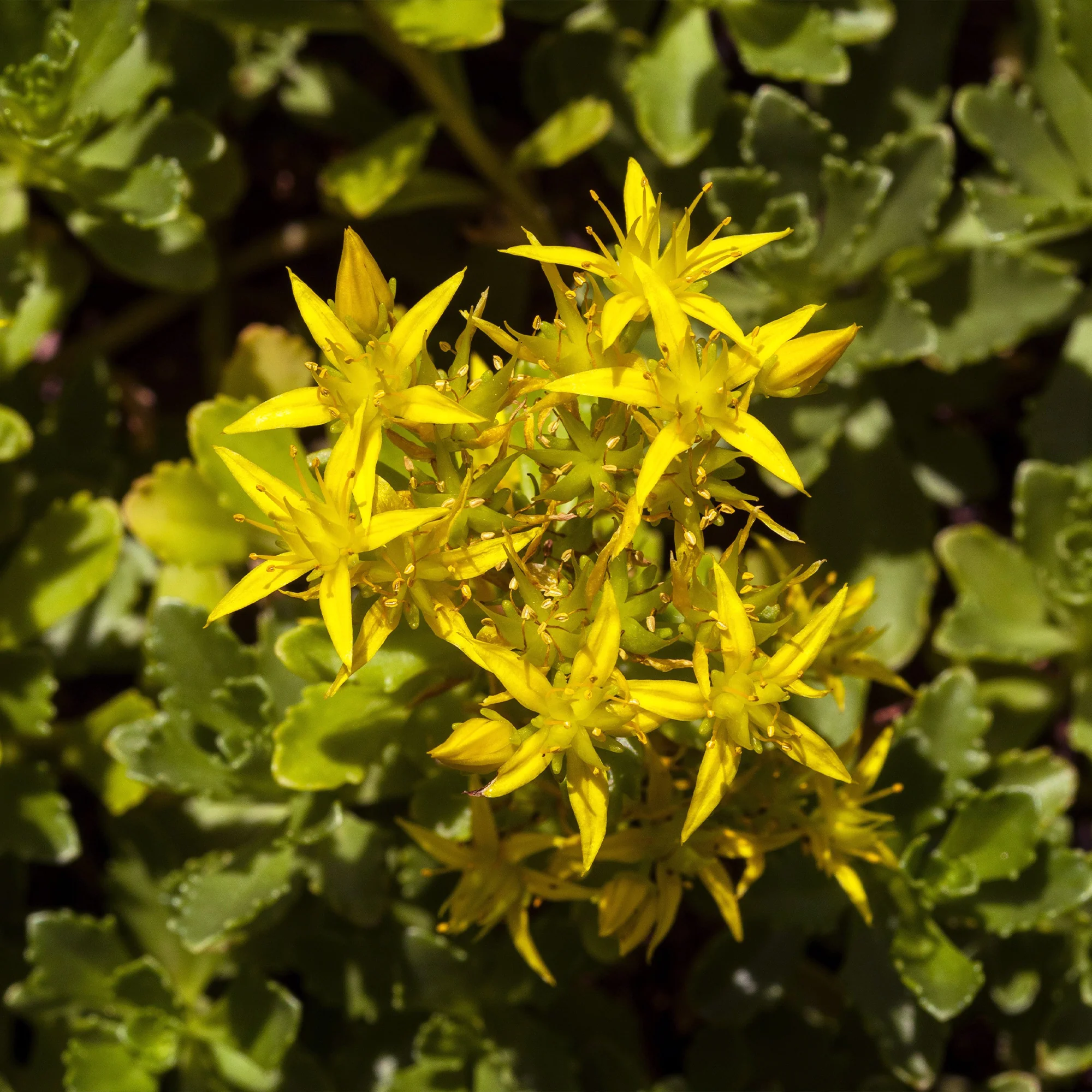 2 Sedum acre - Poivre des murailles - Image 7