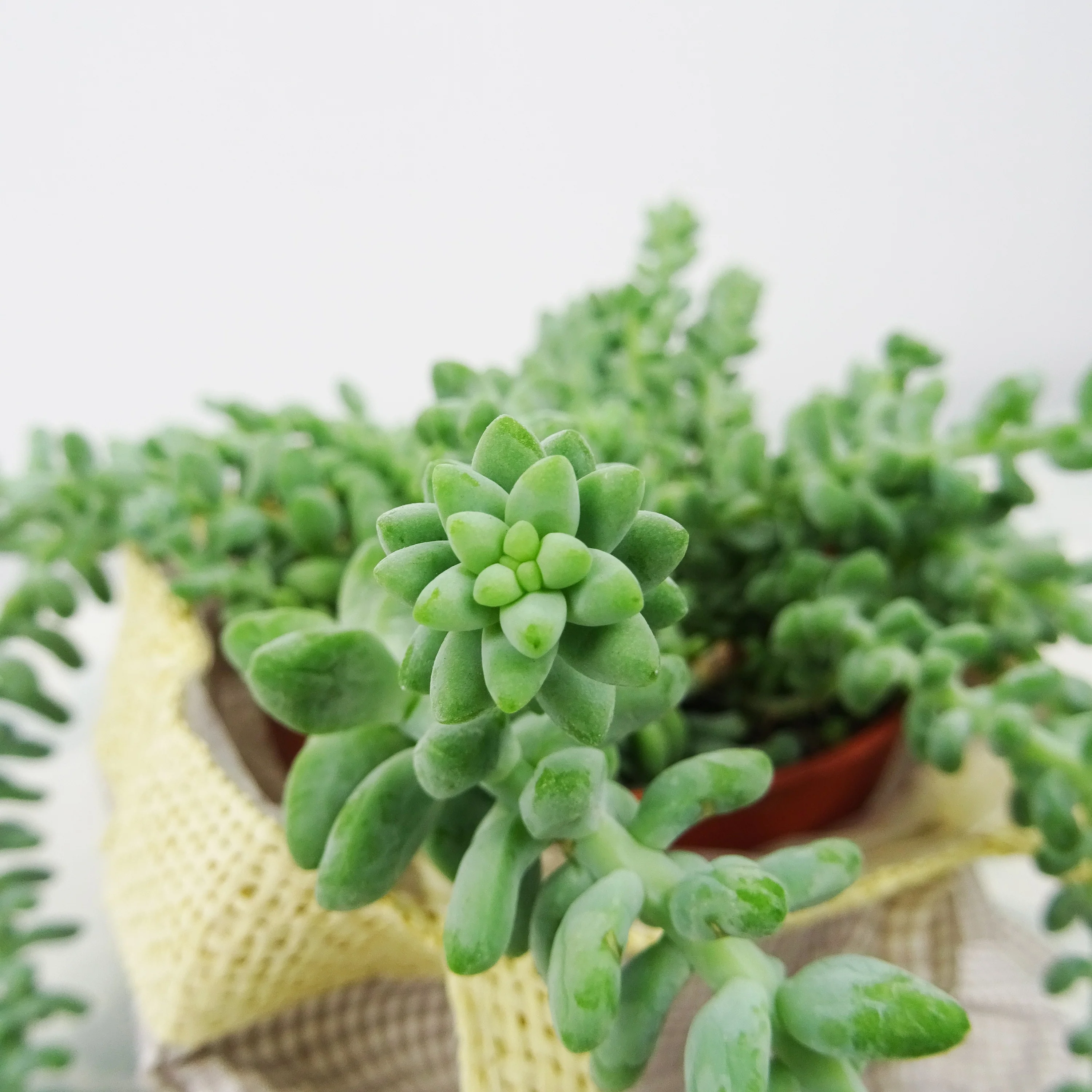 Sedum burrito - Image 2