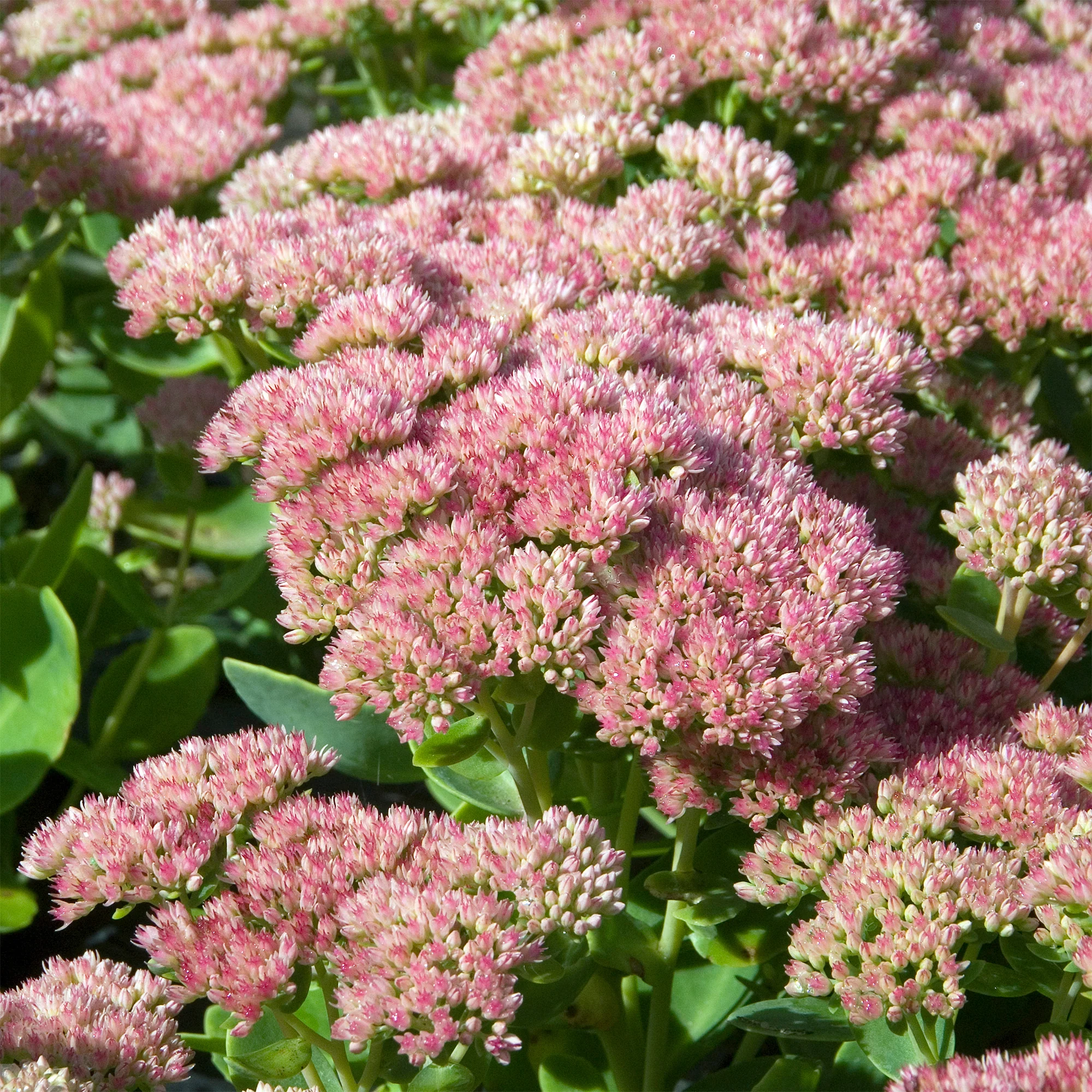 Sedum Carmen - Image 2