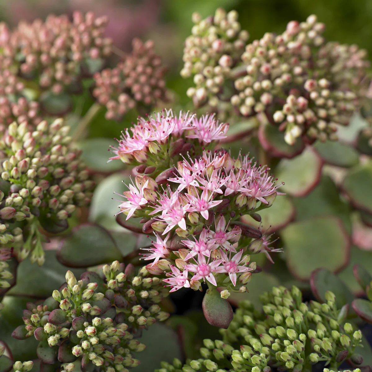 Sedum de Siebold - Image 2