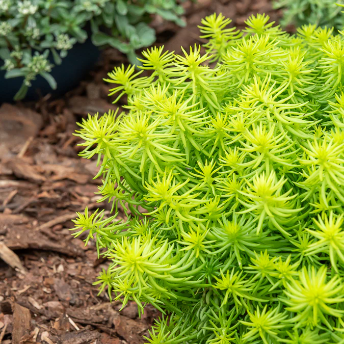 Sedum des rochers Angelina - Image 4