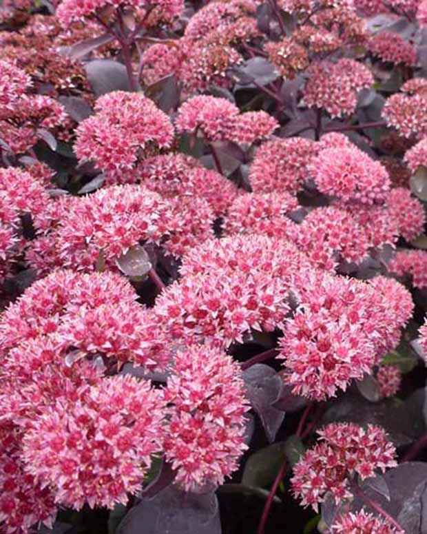 Sedum José Aubergine