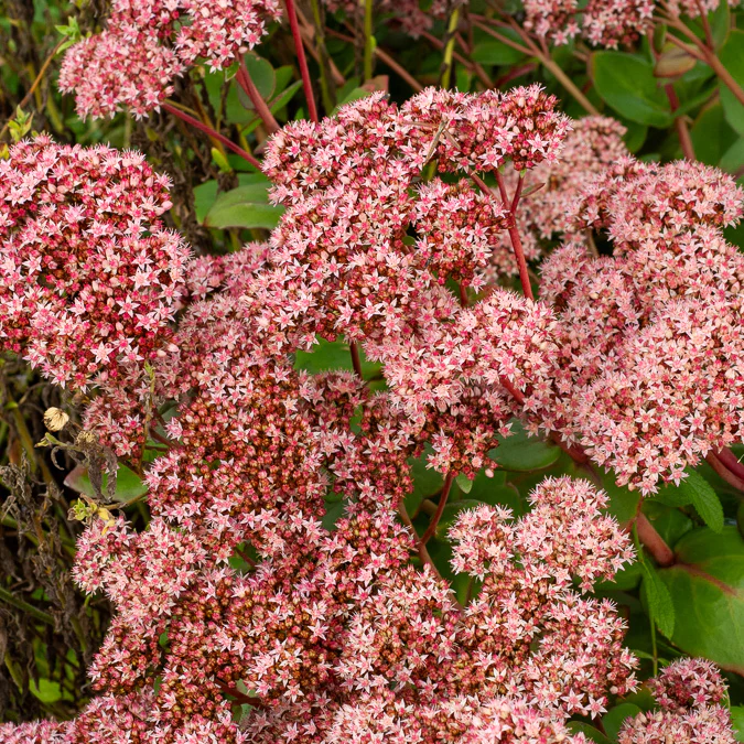 Sedum Matrona - Image 2