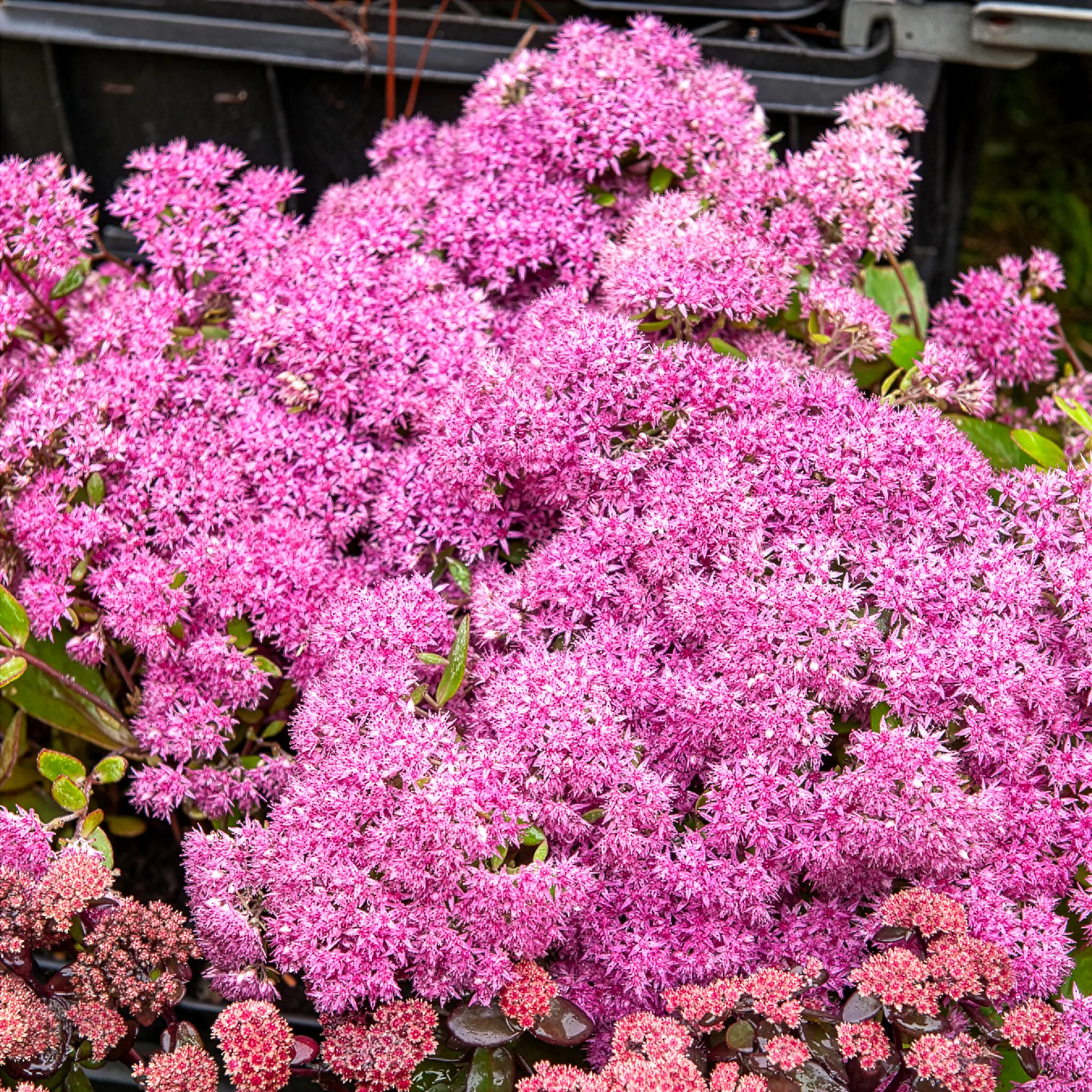 Sedum Mr Goodbud - Image 4