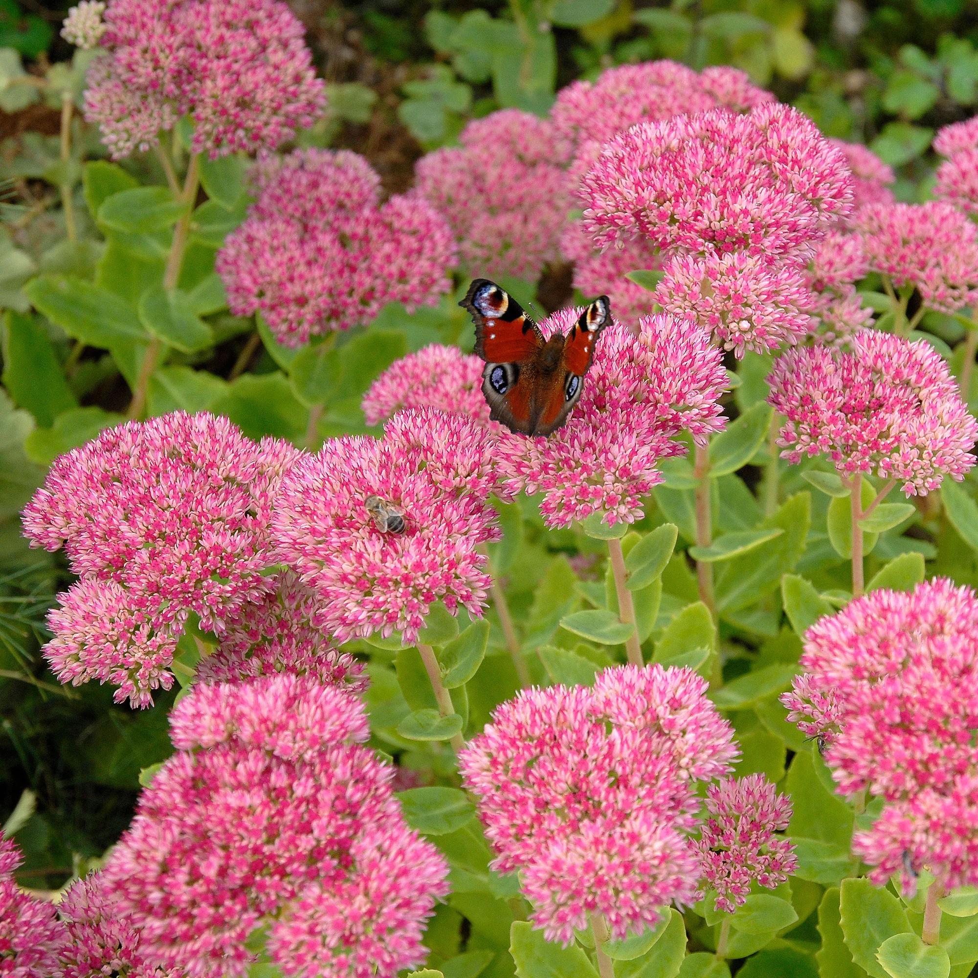 Sedum spectabile - Orpin d'automne - Image 3