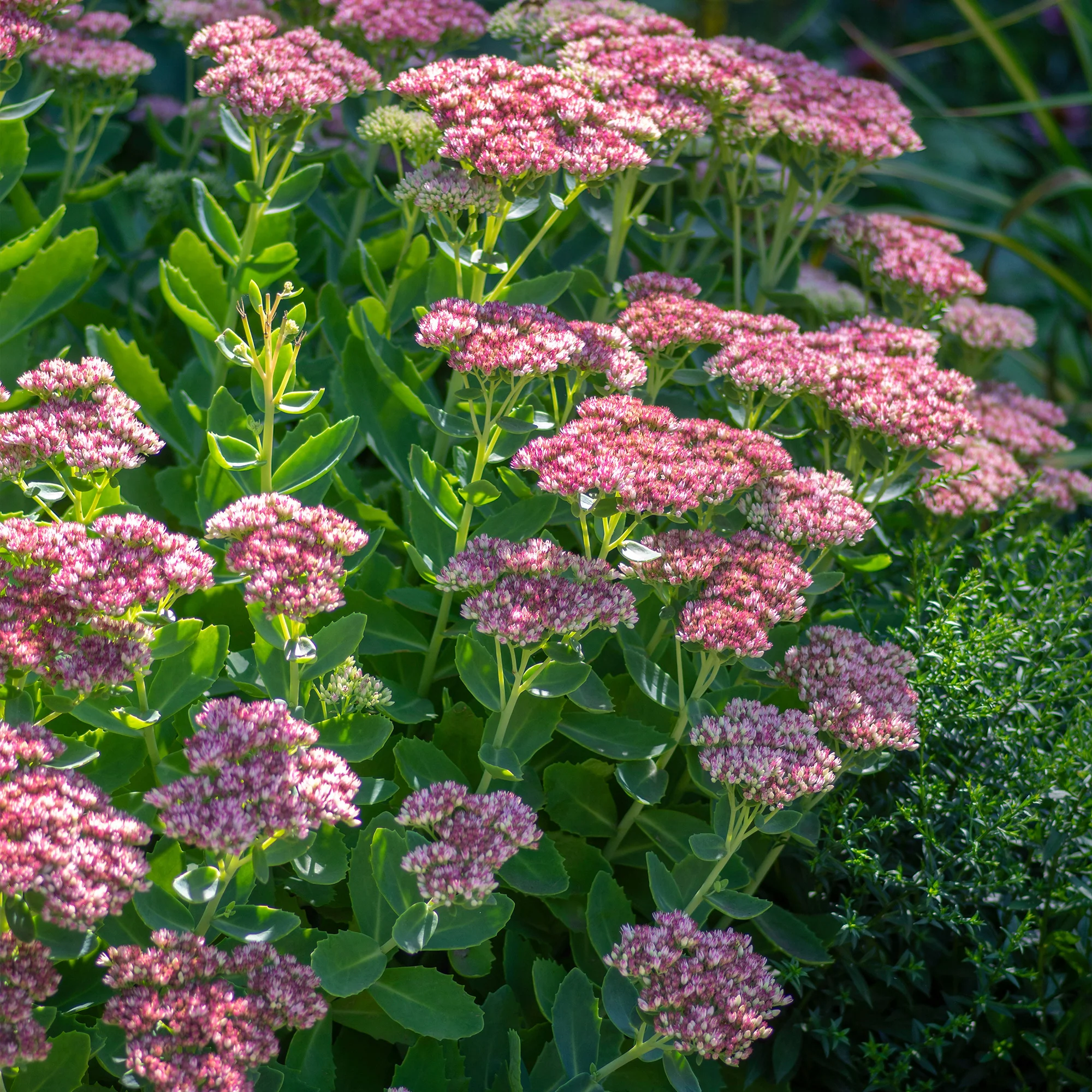 Sedum spectabile - Orpin d'automne - Image 4