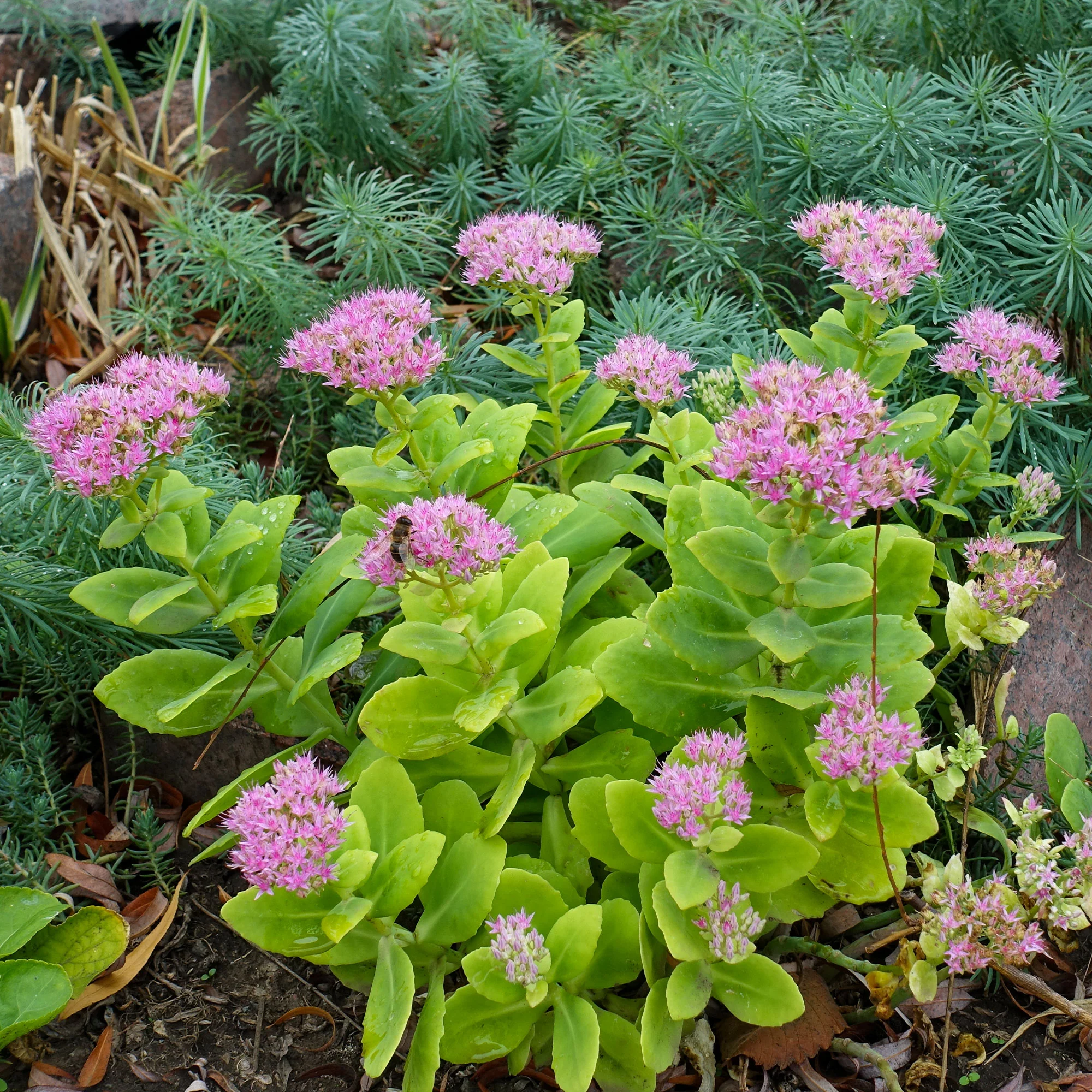Sedum spectabile - Orpin d'automne - Image 5