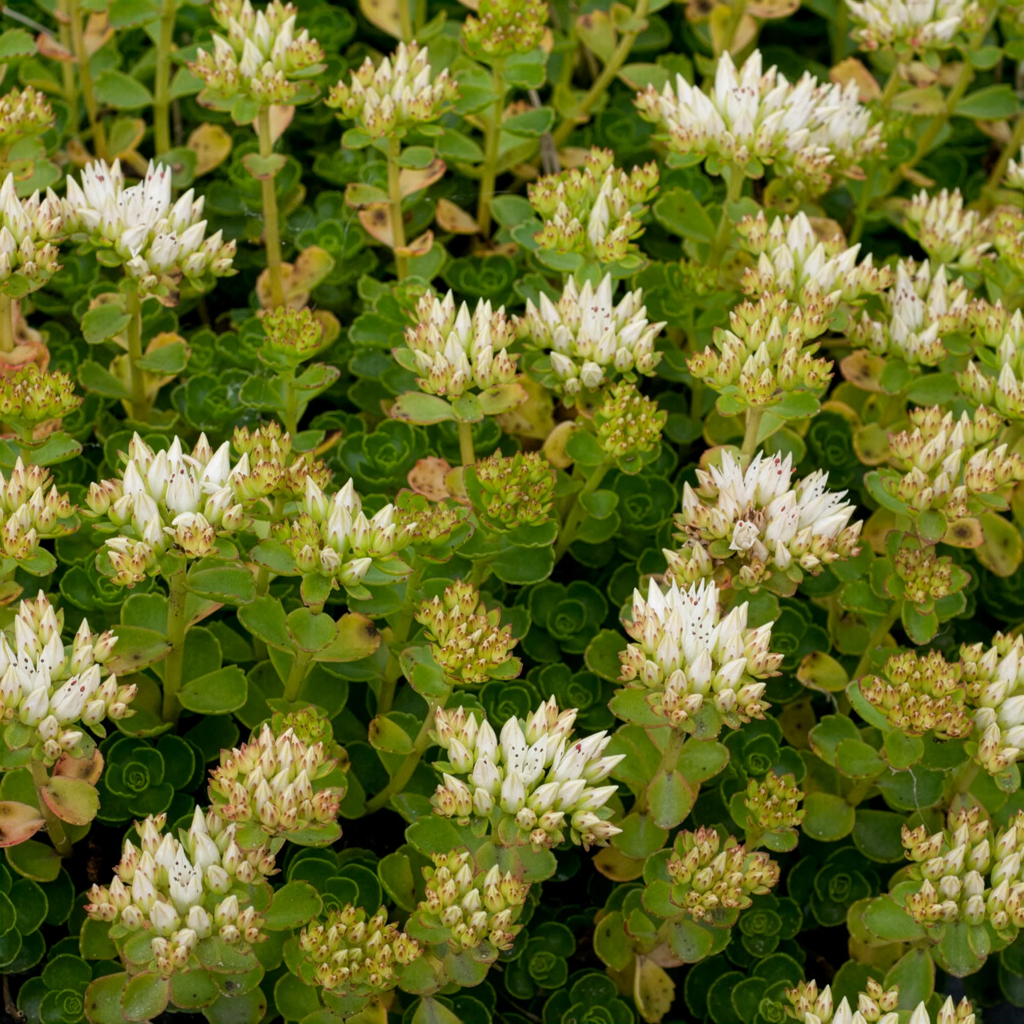 Sedum spurium Album