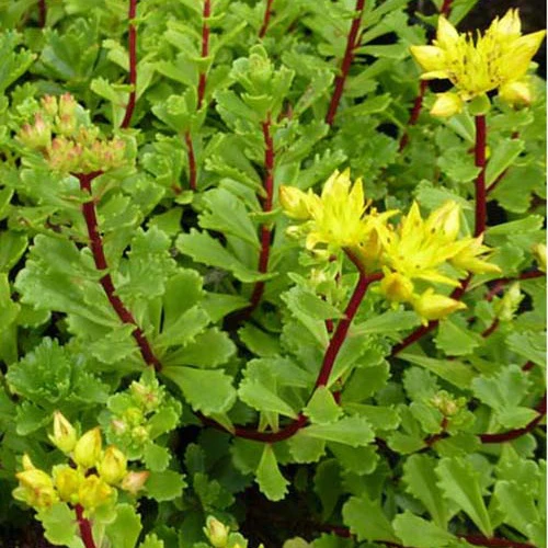 3 Sedum Weihenstephaner