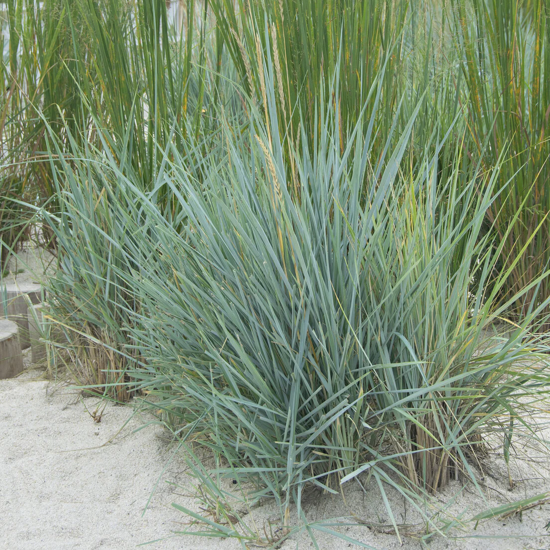 Seigle de mer Blue Dune - Image 5
