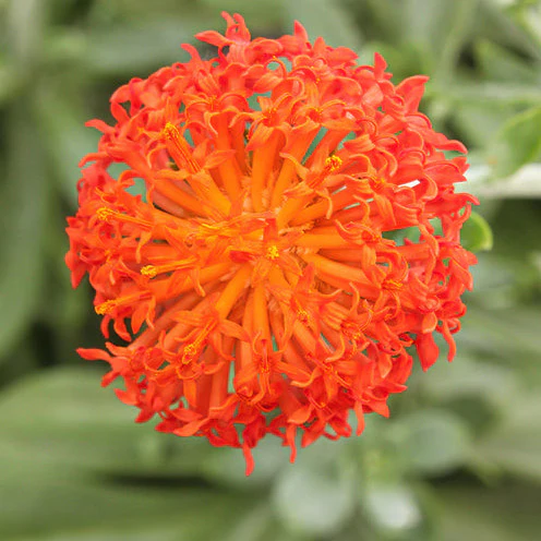Séneçon Helenium - Image 2
