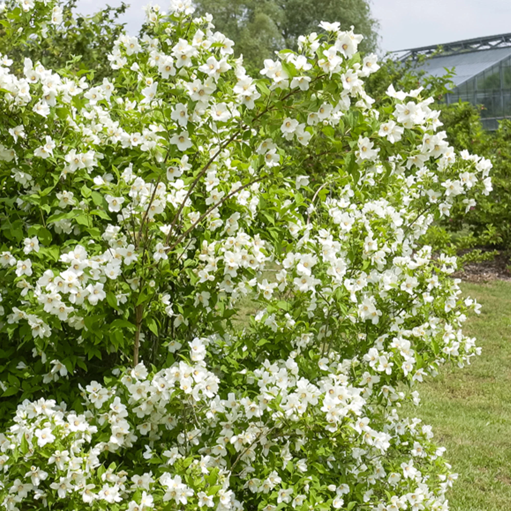 Seringat Belle Etoile - Philadelphus