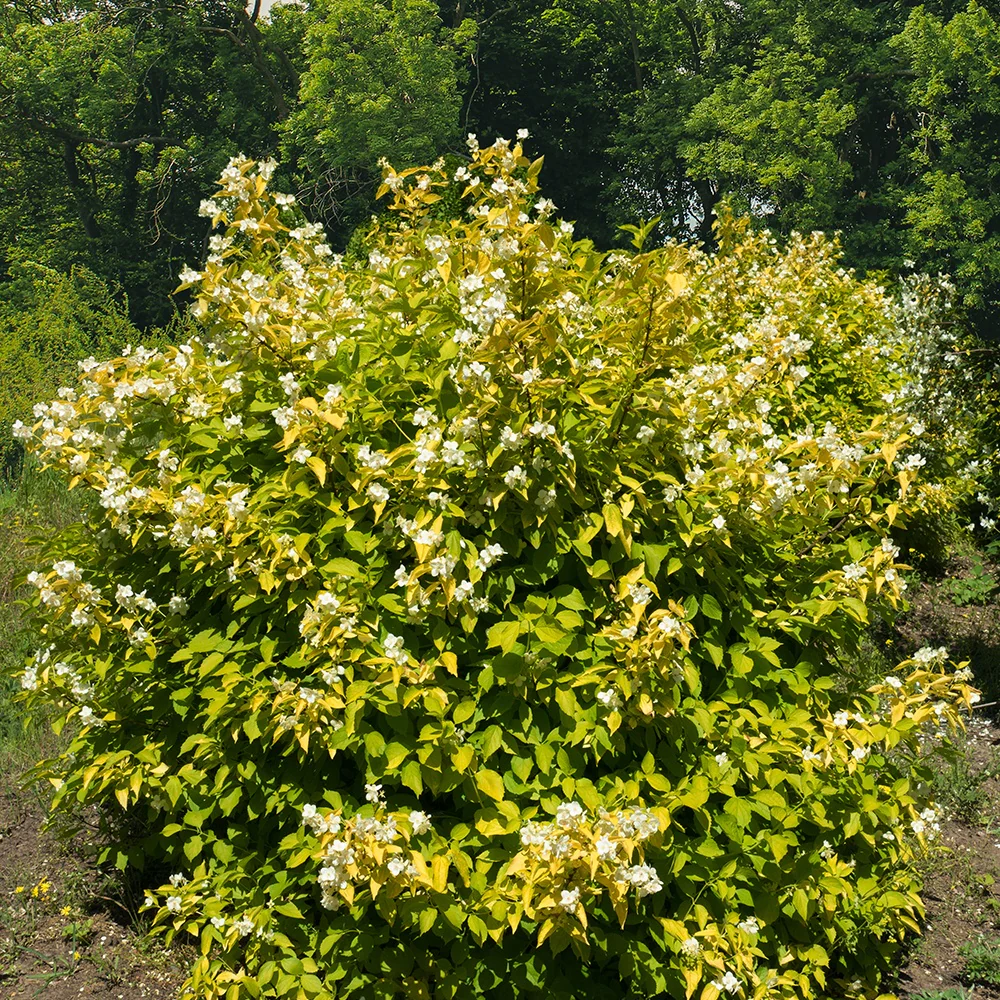 Seringat doré - Philadelphus
