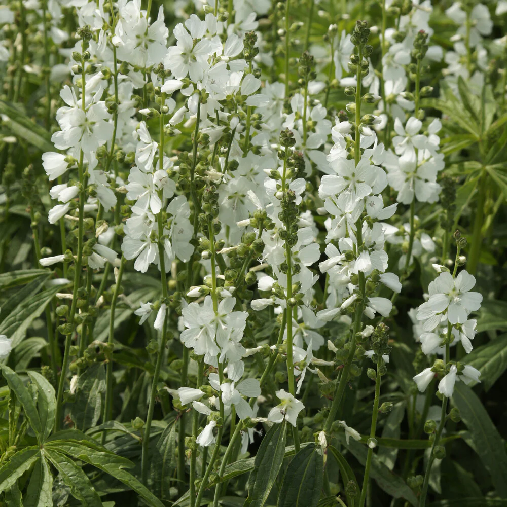 Sidalcea candida - Image 3