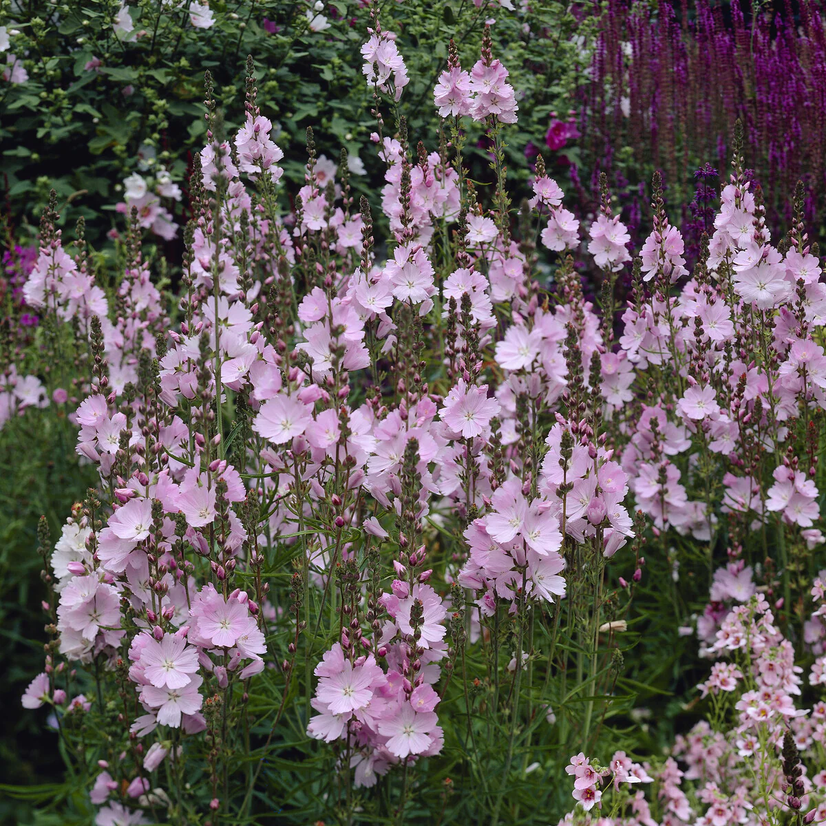 Sidalcea malviflora Elsie Heugh - Image 2