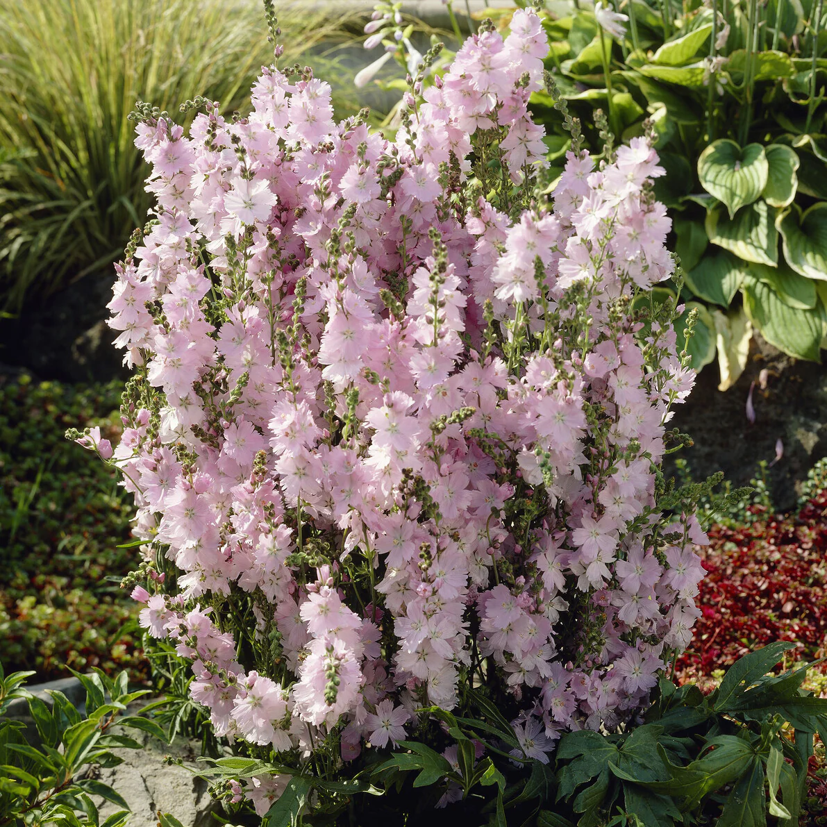 Sidalcea malviflora Elsie Heugh - Image 3