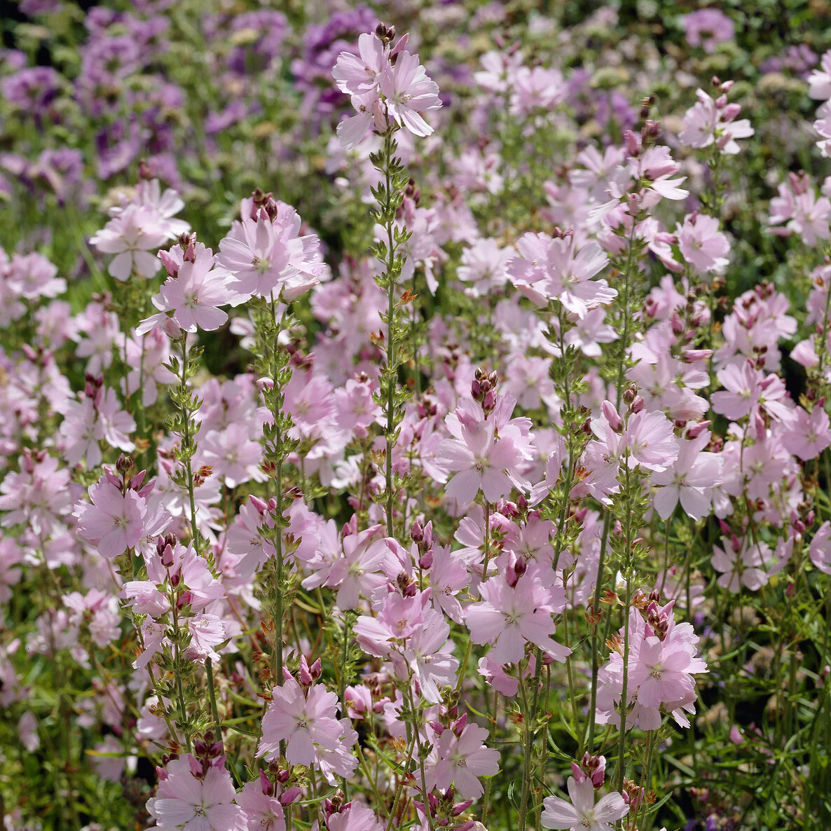 Sidalcea malviflora Elsie Heugh - Image 5